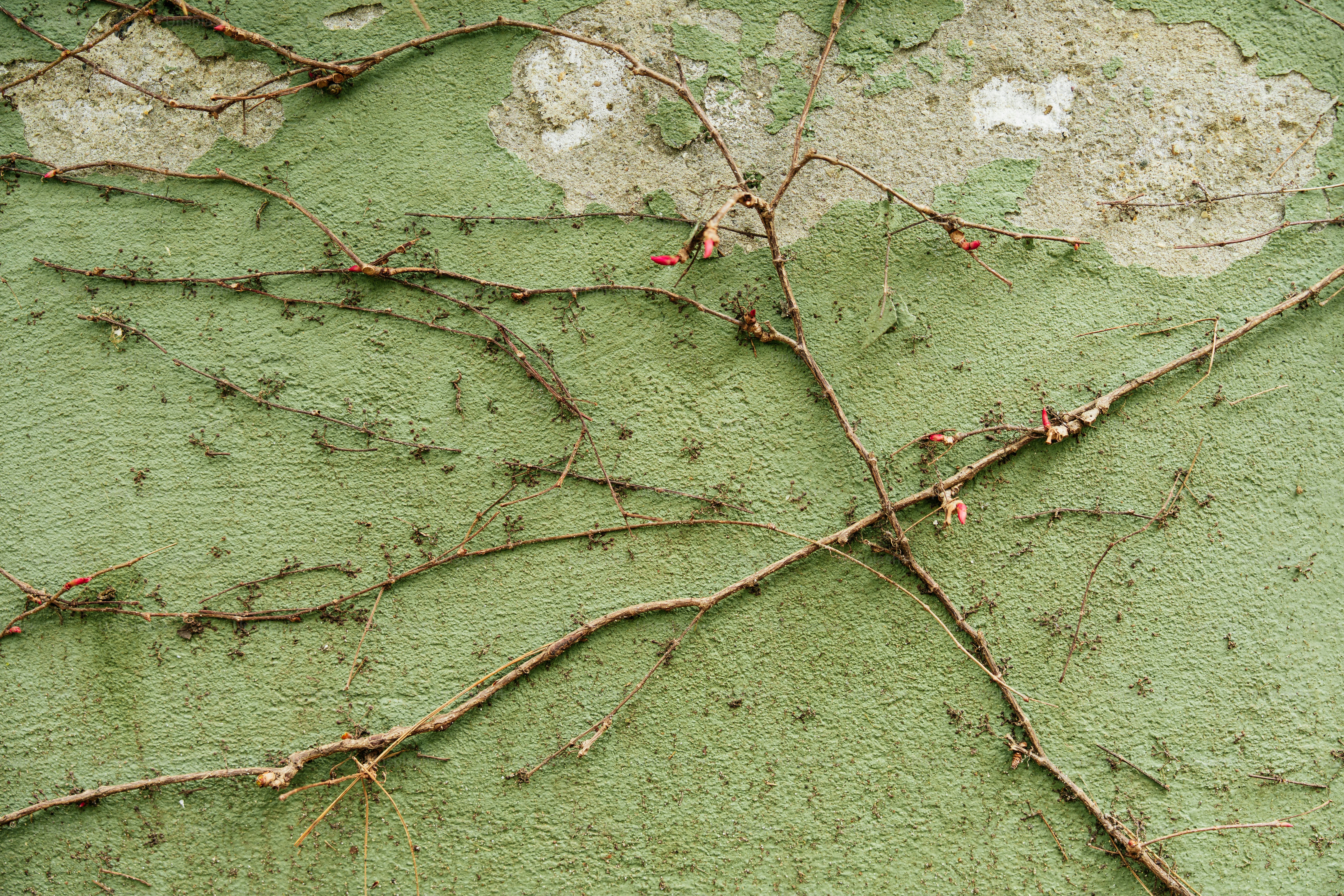 Dry vines growing on a textured green wall