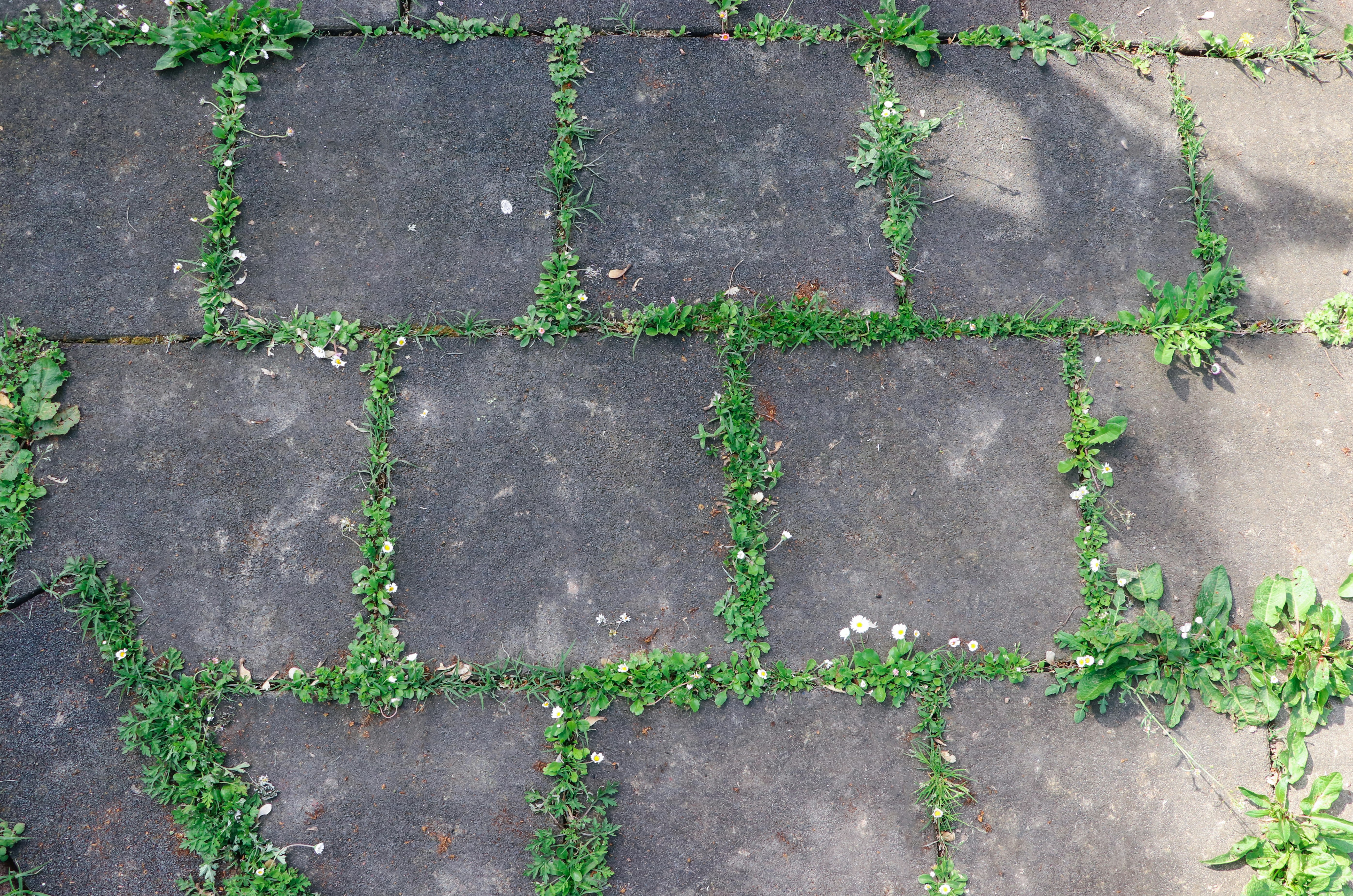 Green weeds growing between dark stone pavers.