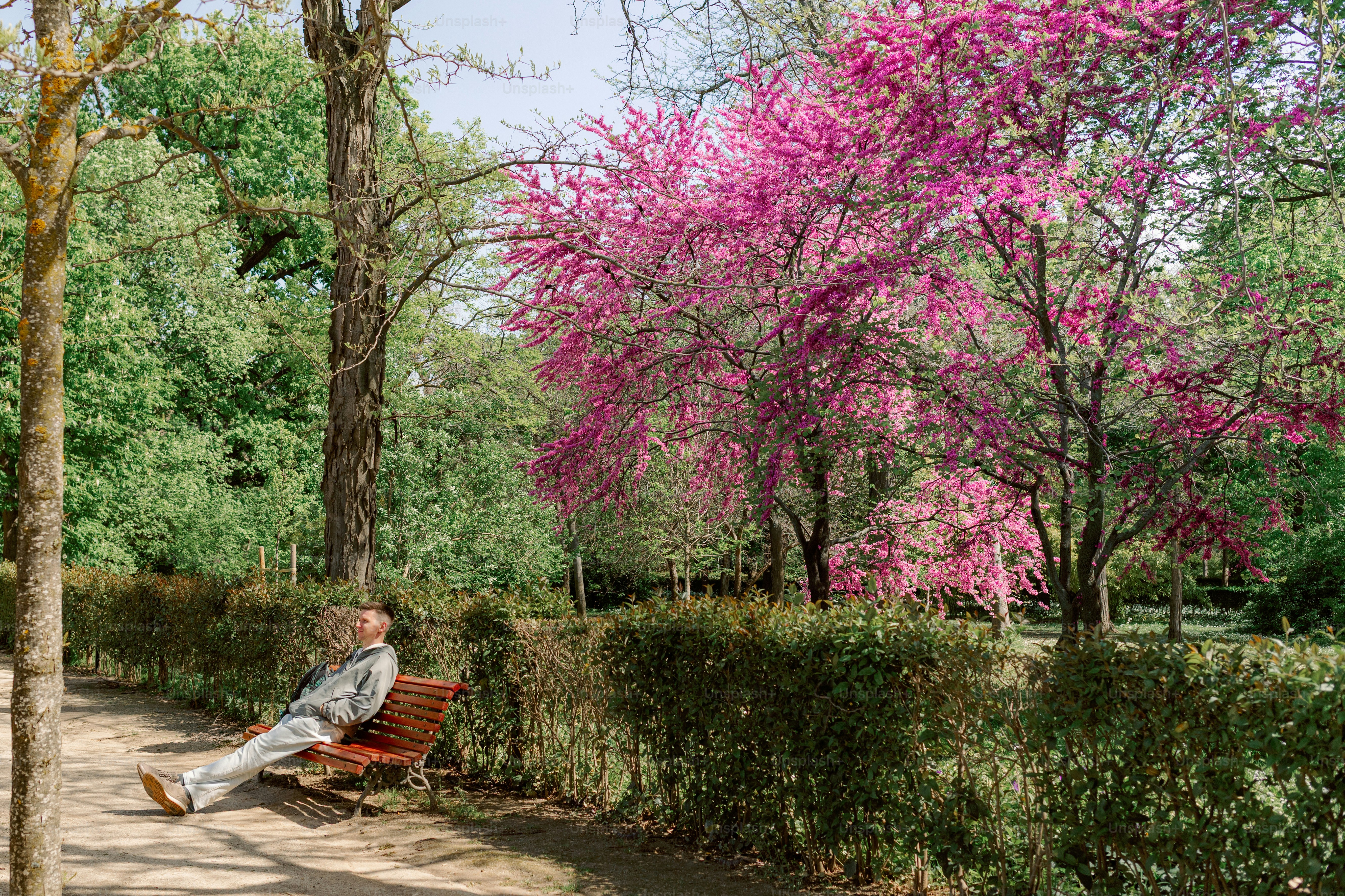 Une personne se détendant sur un banc de parc sous des arbres en fleurs.