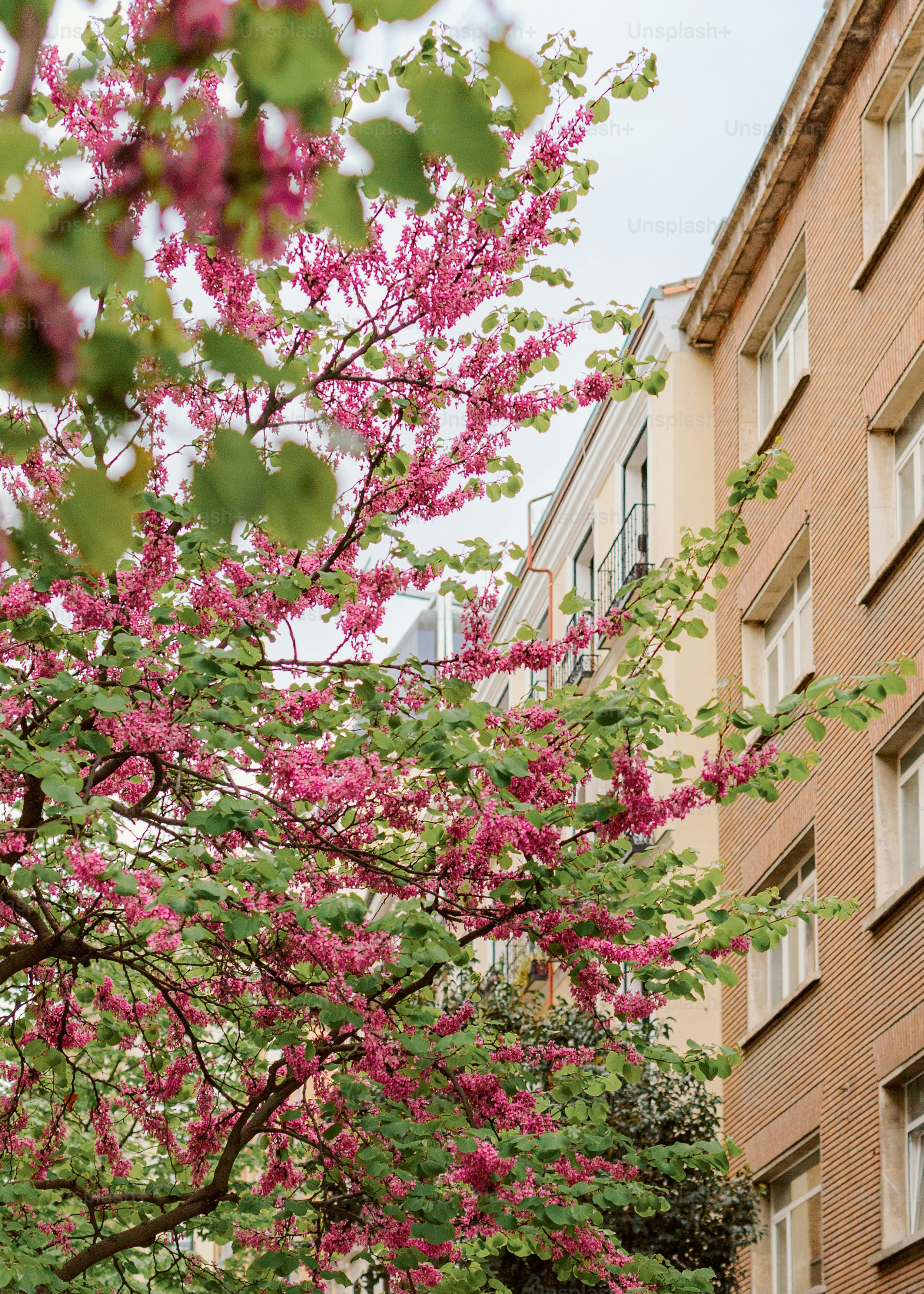 Des fleurs roses sur un arbre avec des bâtiments derrière