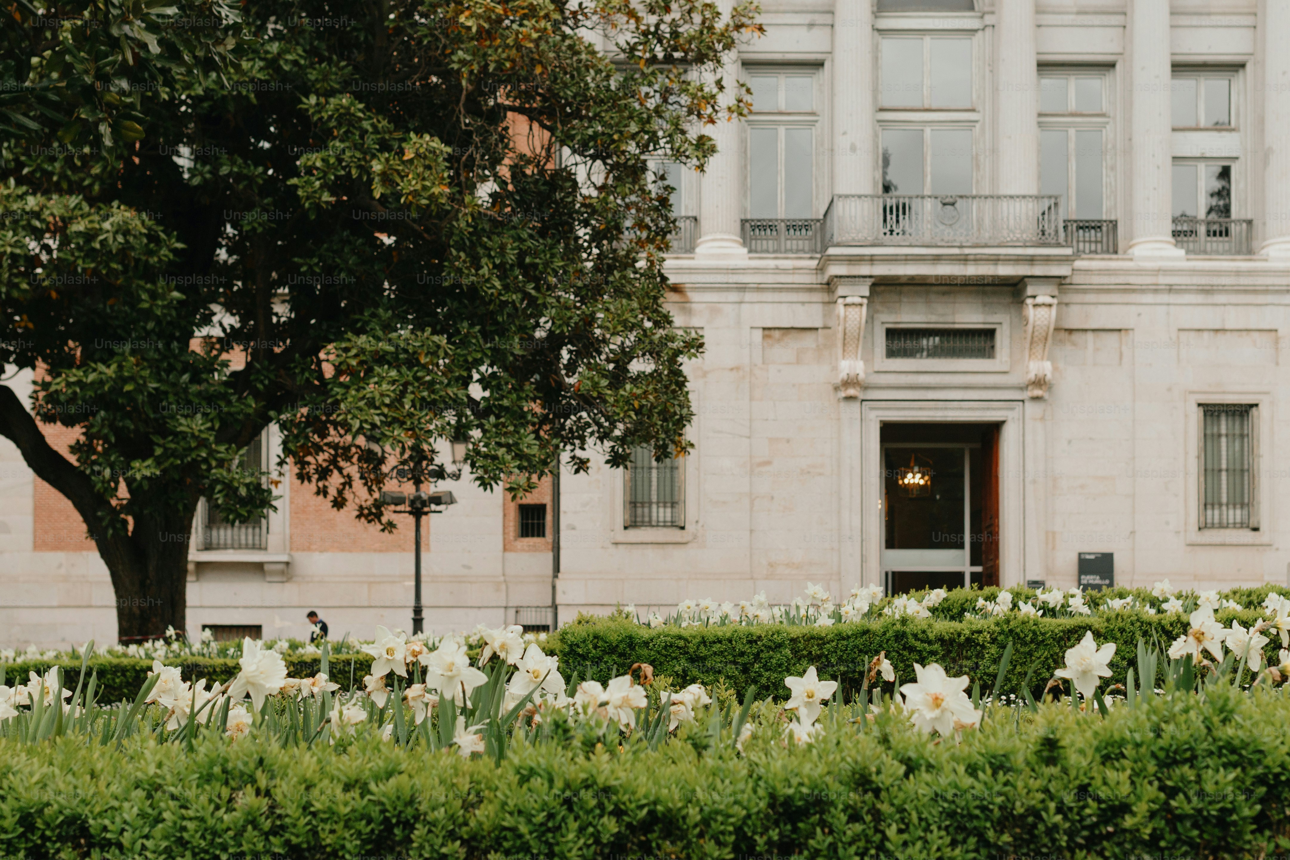 Des fleurs blanches éclosent devant un grand bâtiment.