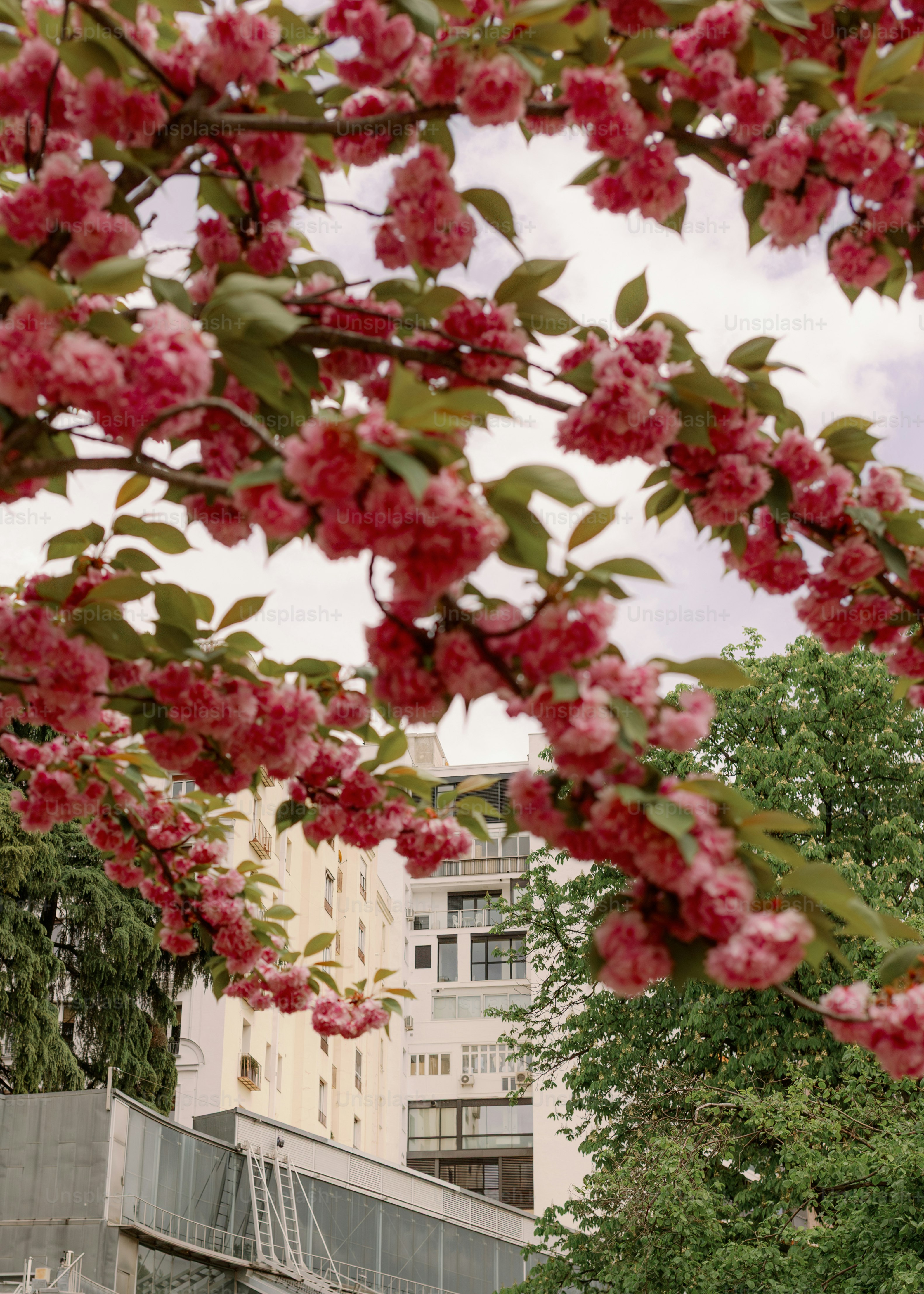 Pink cherry blossoms frame a modern building. photo – City Image on ...