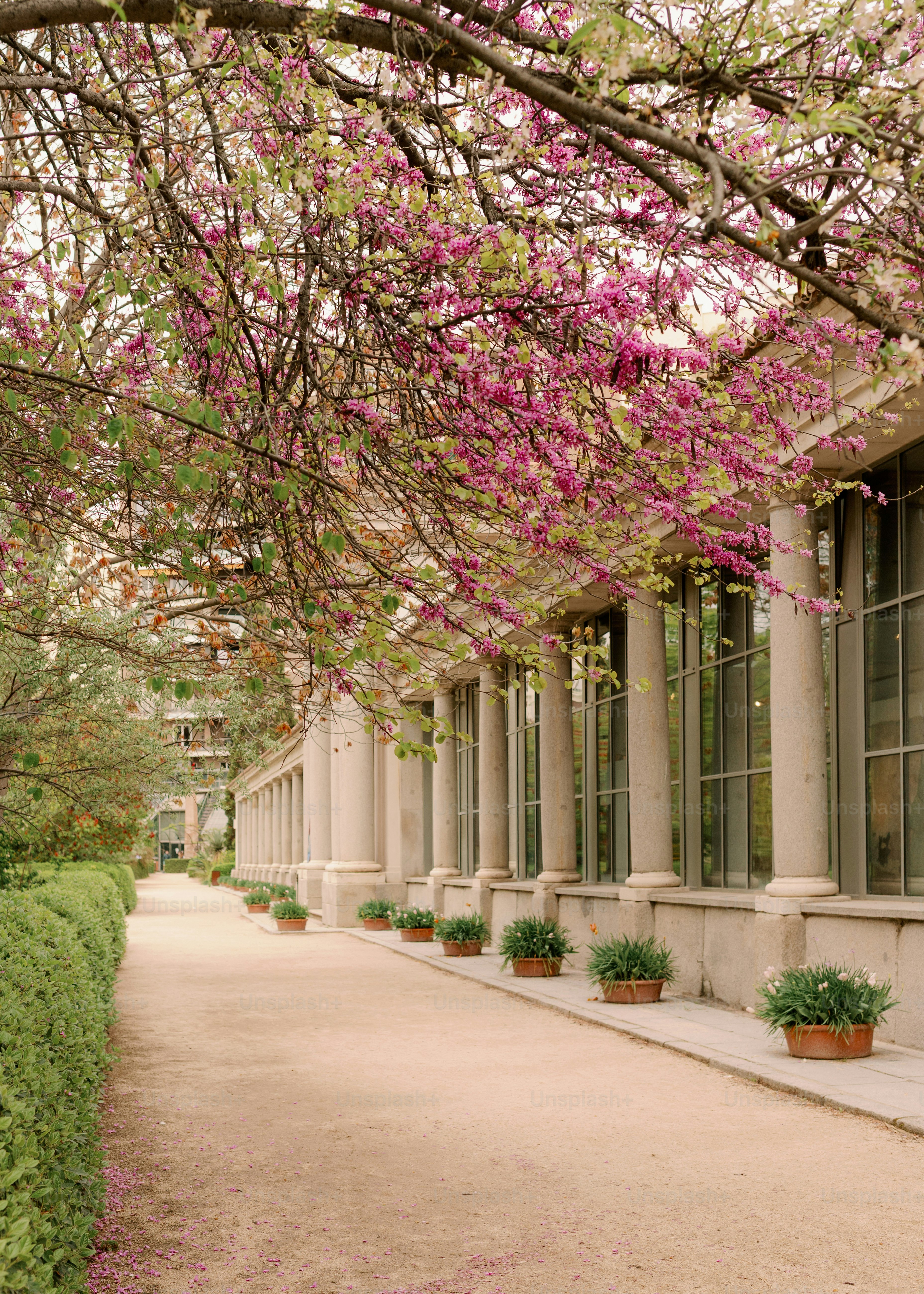 Un sentier bordé de plantes en pot et d’arbres en fleurs.