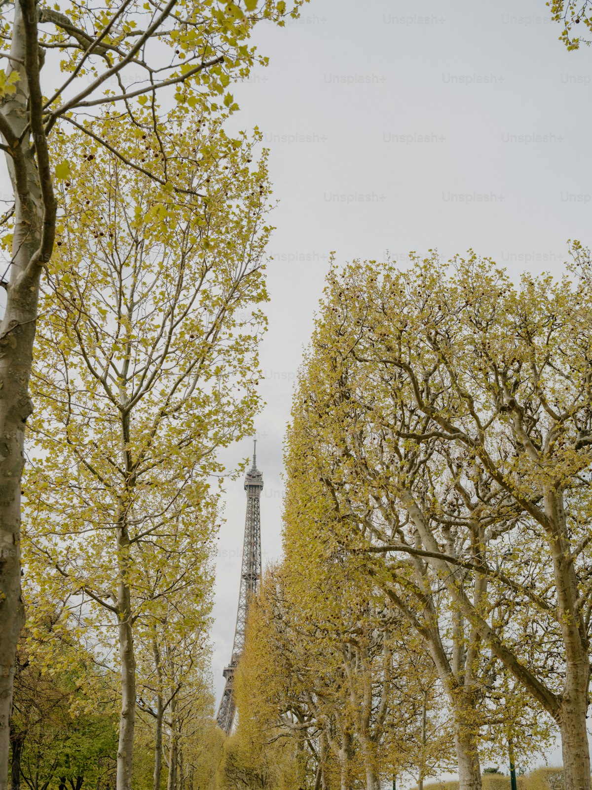 Eiffel tower through trees — editorial illustration of global pharma reach