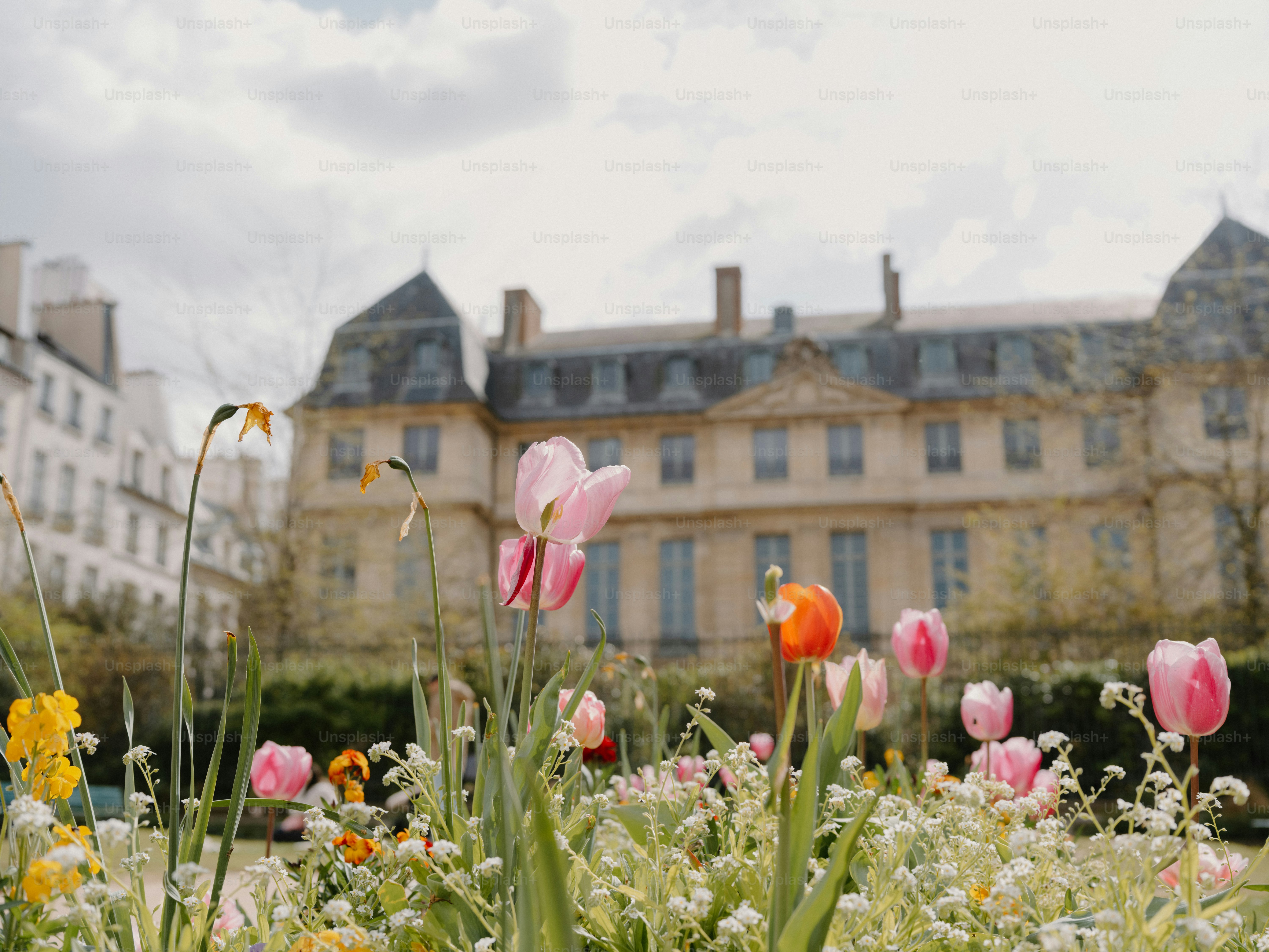 Des tulipes colorées fleurissent devant un bâtiment historique