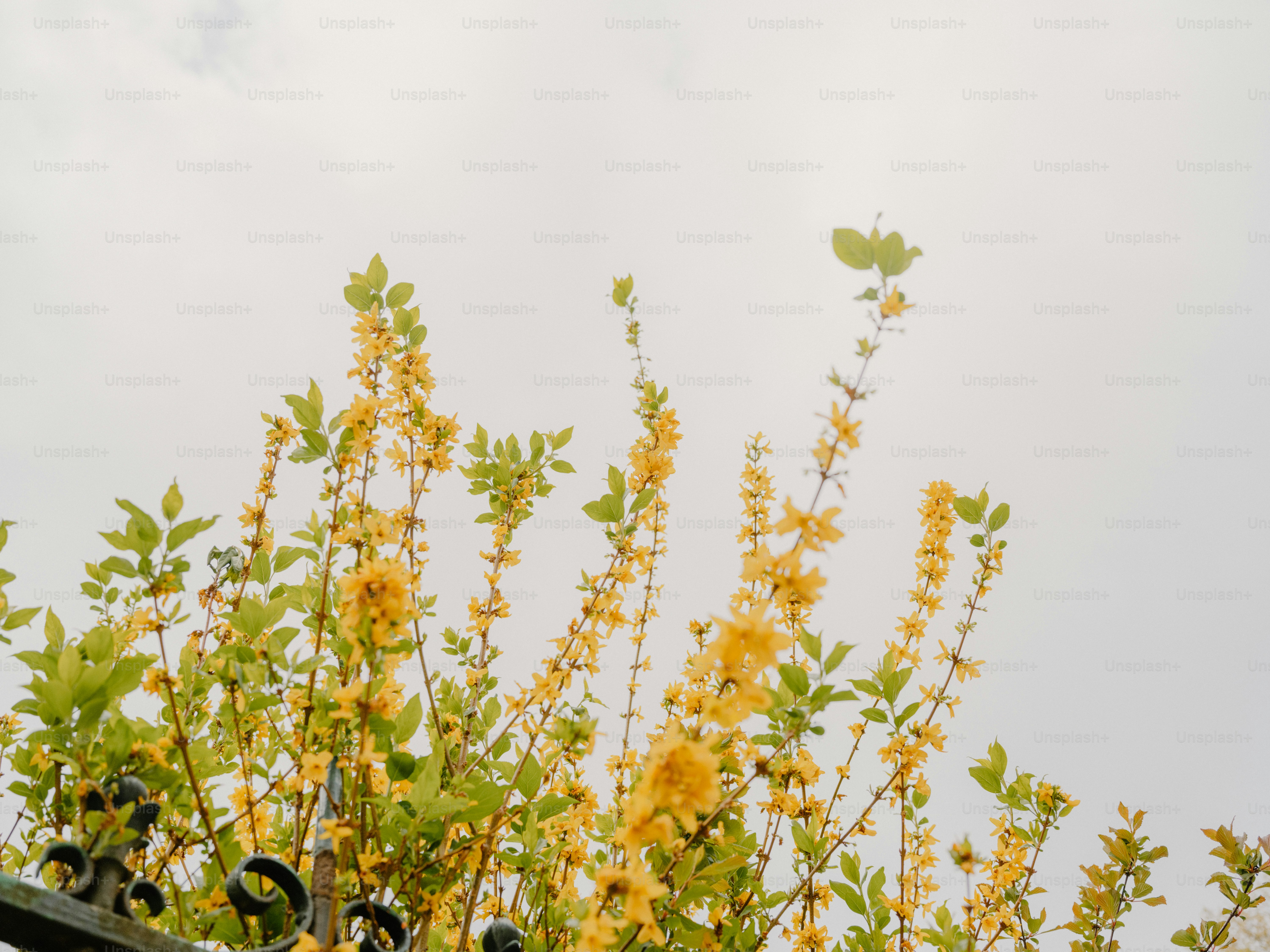 Gelbe Blumen blühen vor einem wolkigen Himmel.