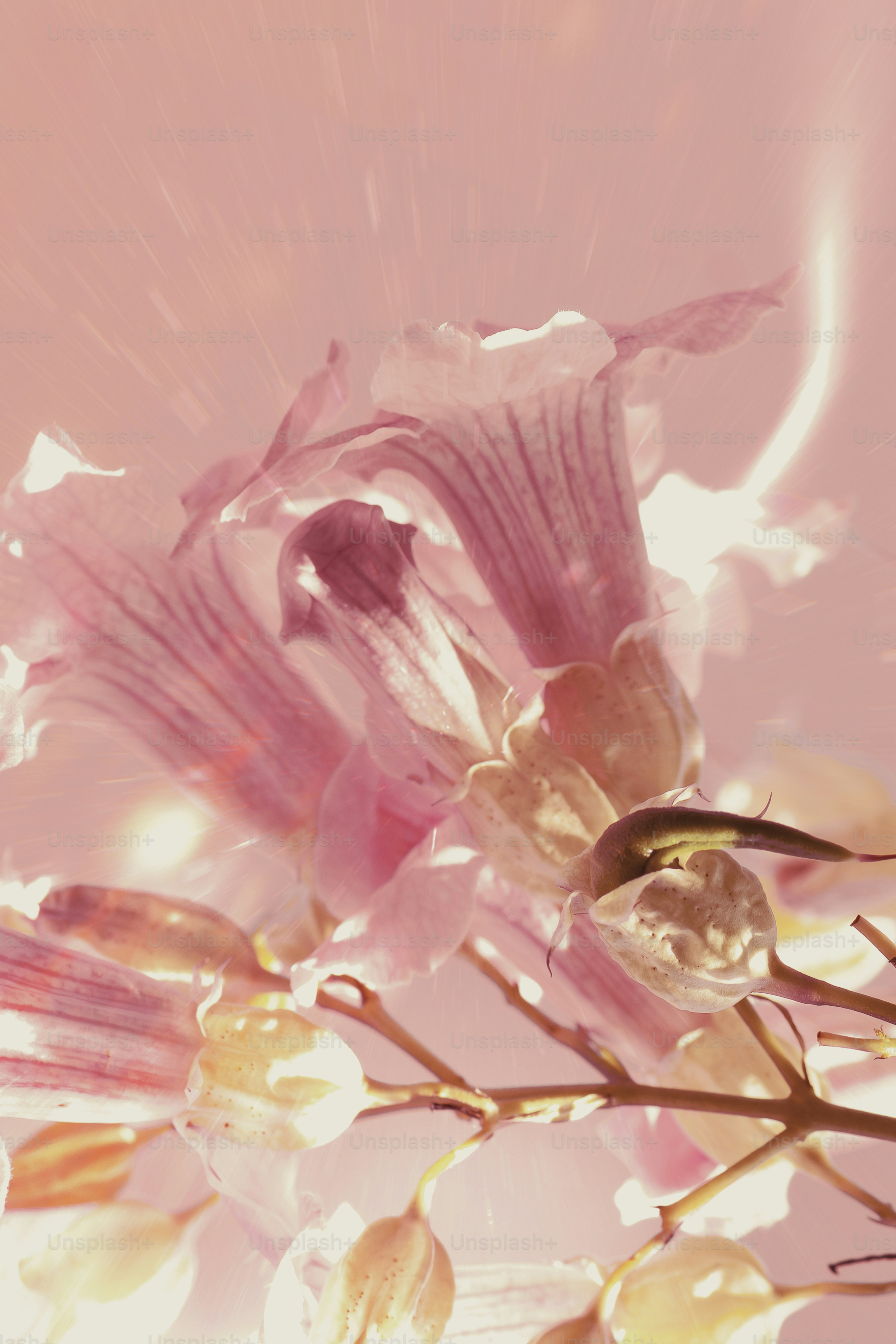 繊細なピンク色の花に水滴がついている