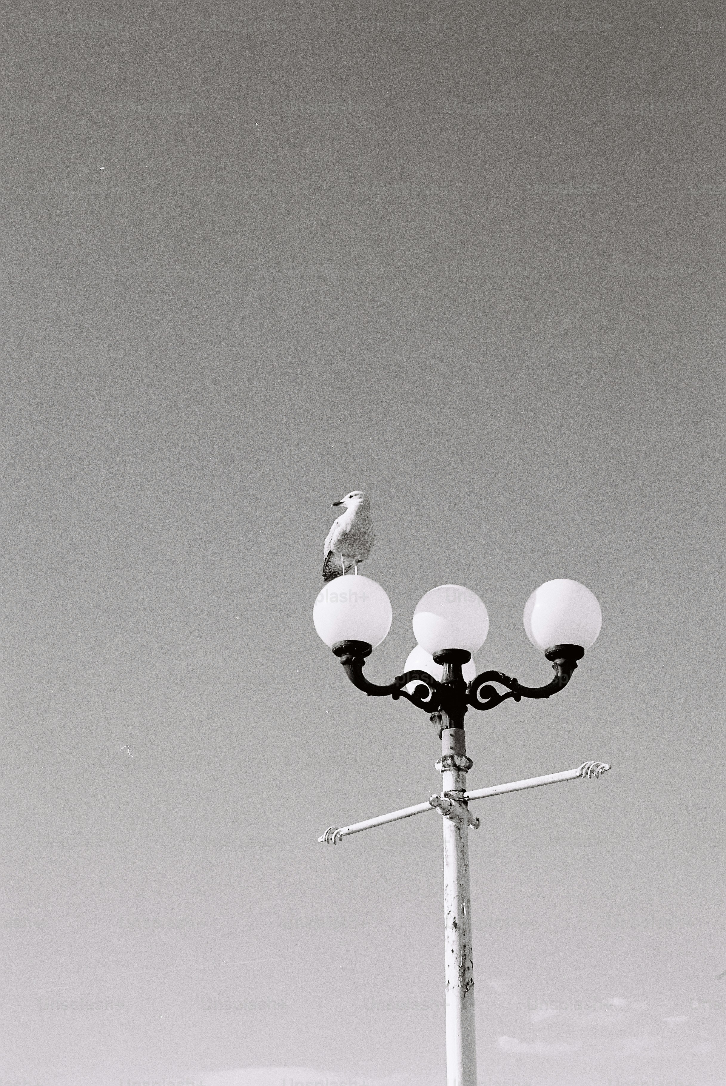 Seekor burung bertengger di lampu jalan vintage.