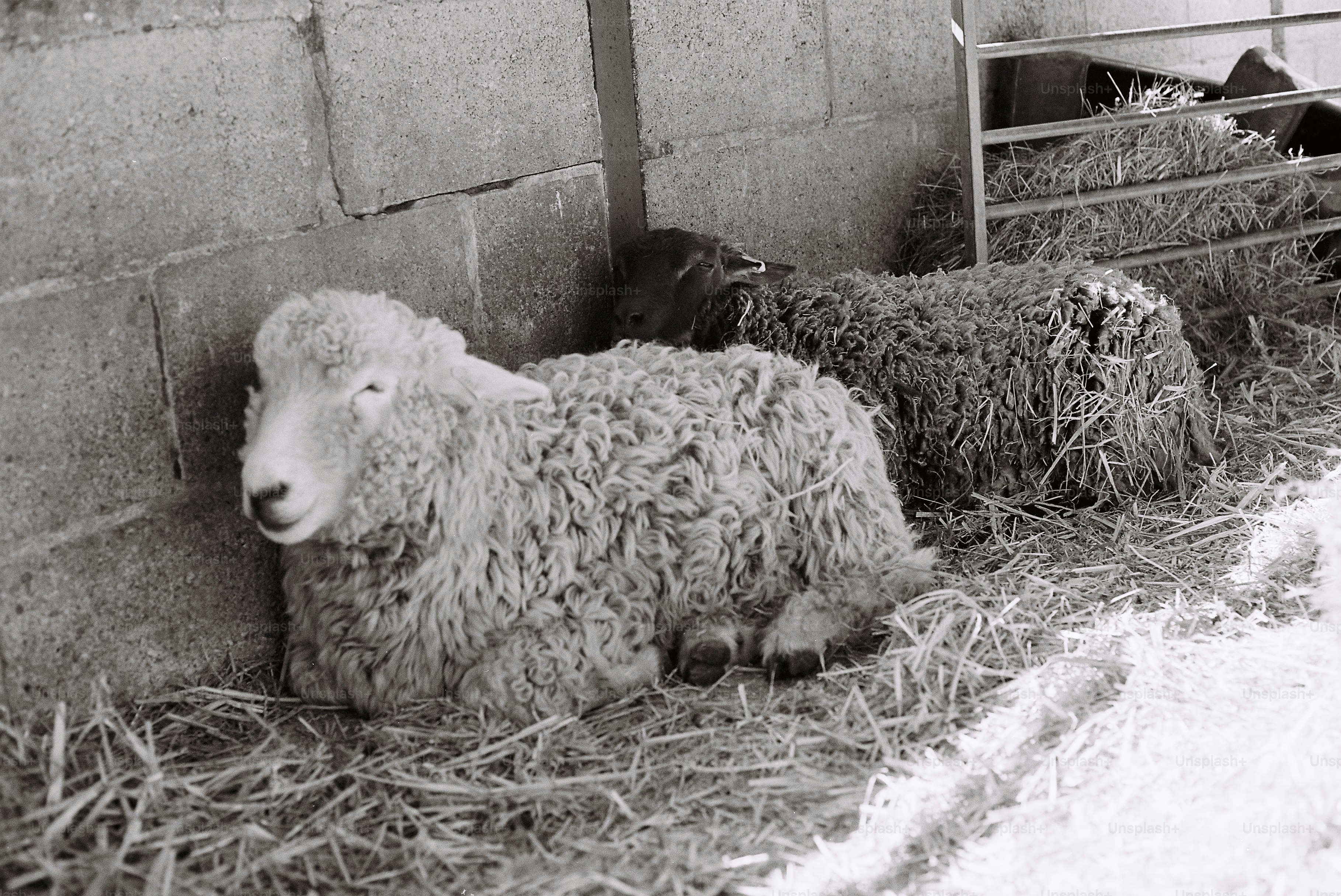 Two sheep resting in a barn with hay.