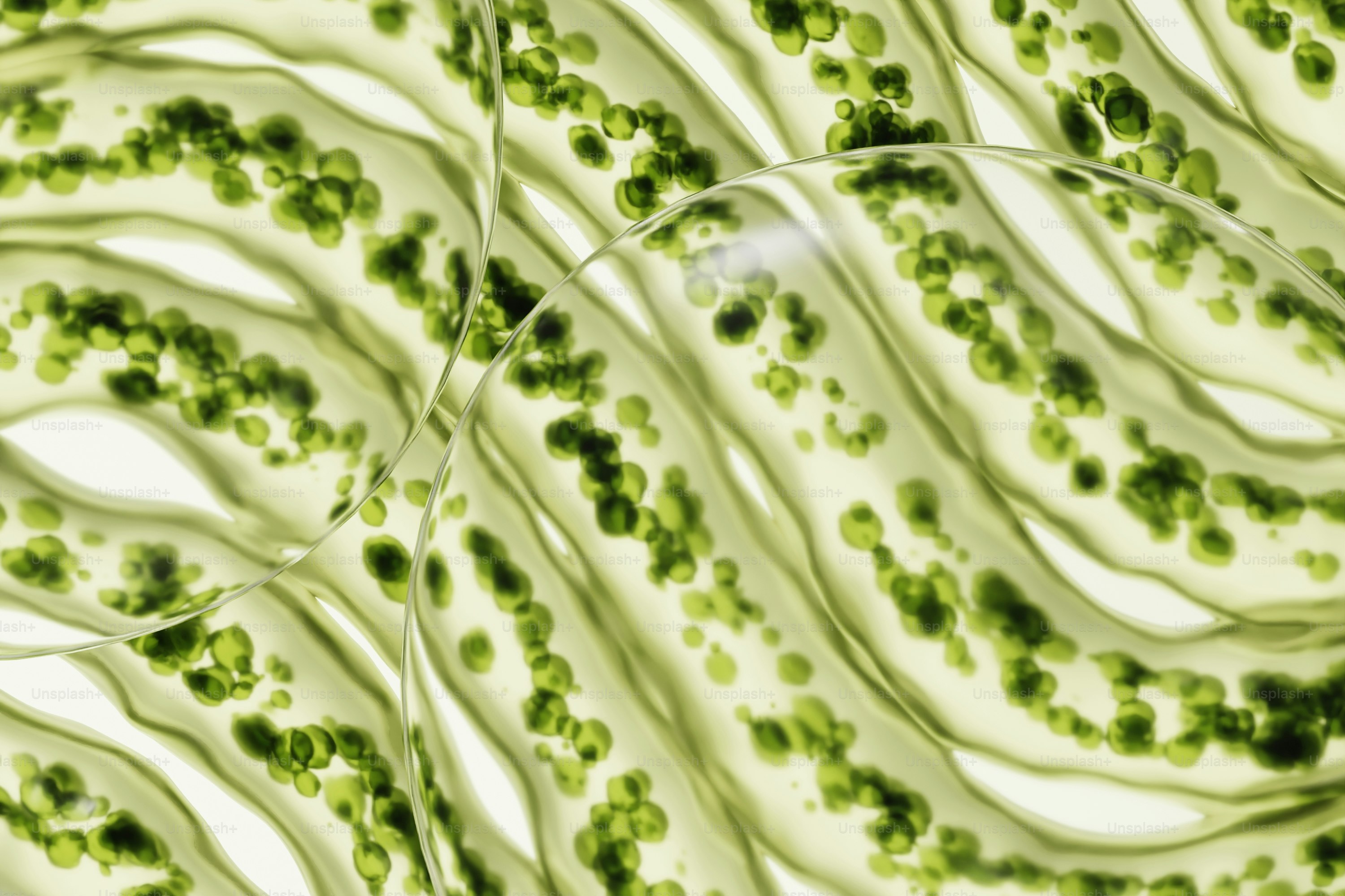 Vista de perto de células vegetais com cloroplastos verdes