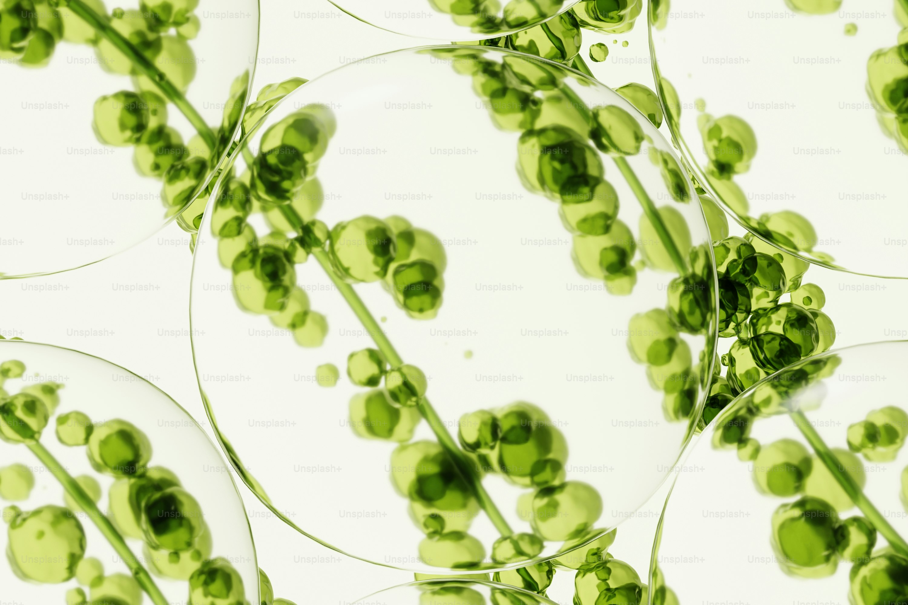 Vista microscópica de células de algas verdes em bolhas de água.