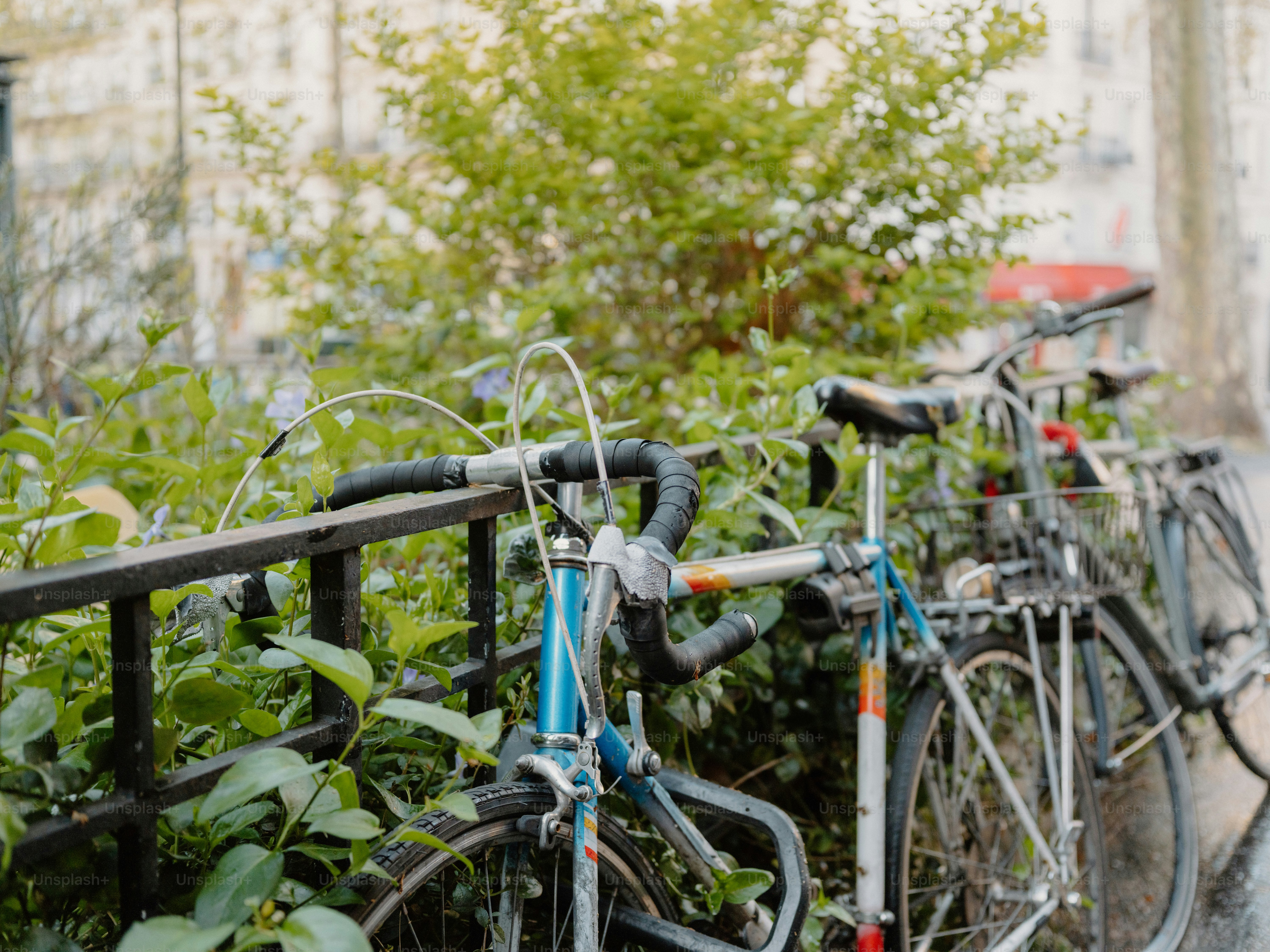 Two bicycles parked near green plants