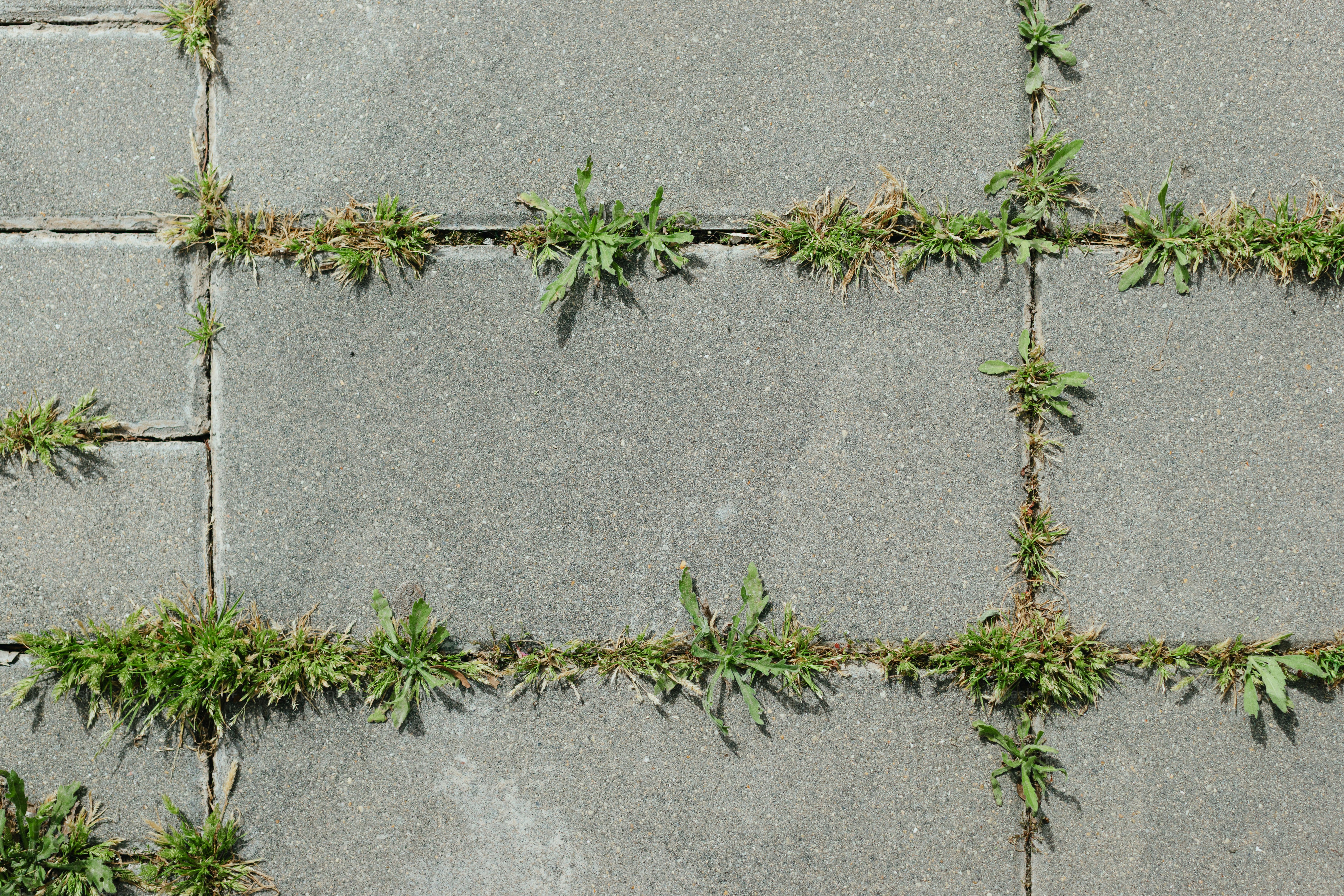 Des mauvaises herbes poussant entre les pavés en béton.