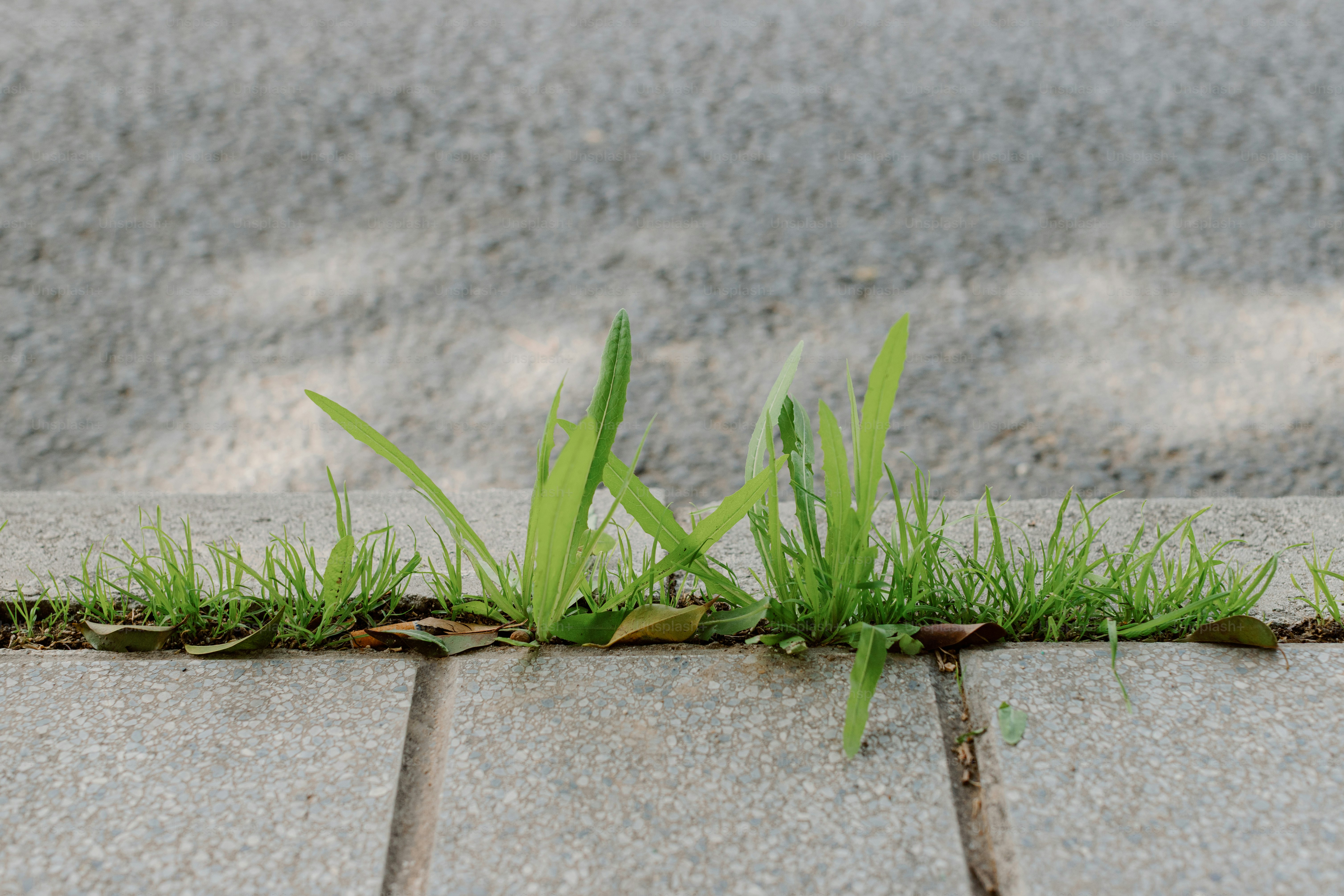 L’herbe poussant à travers les fissures du bitume