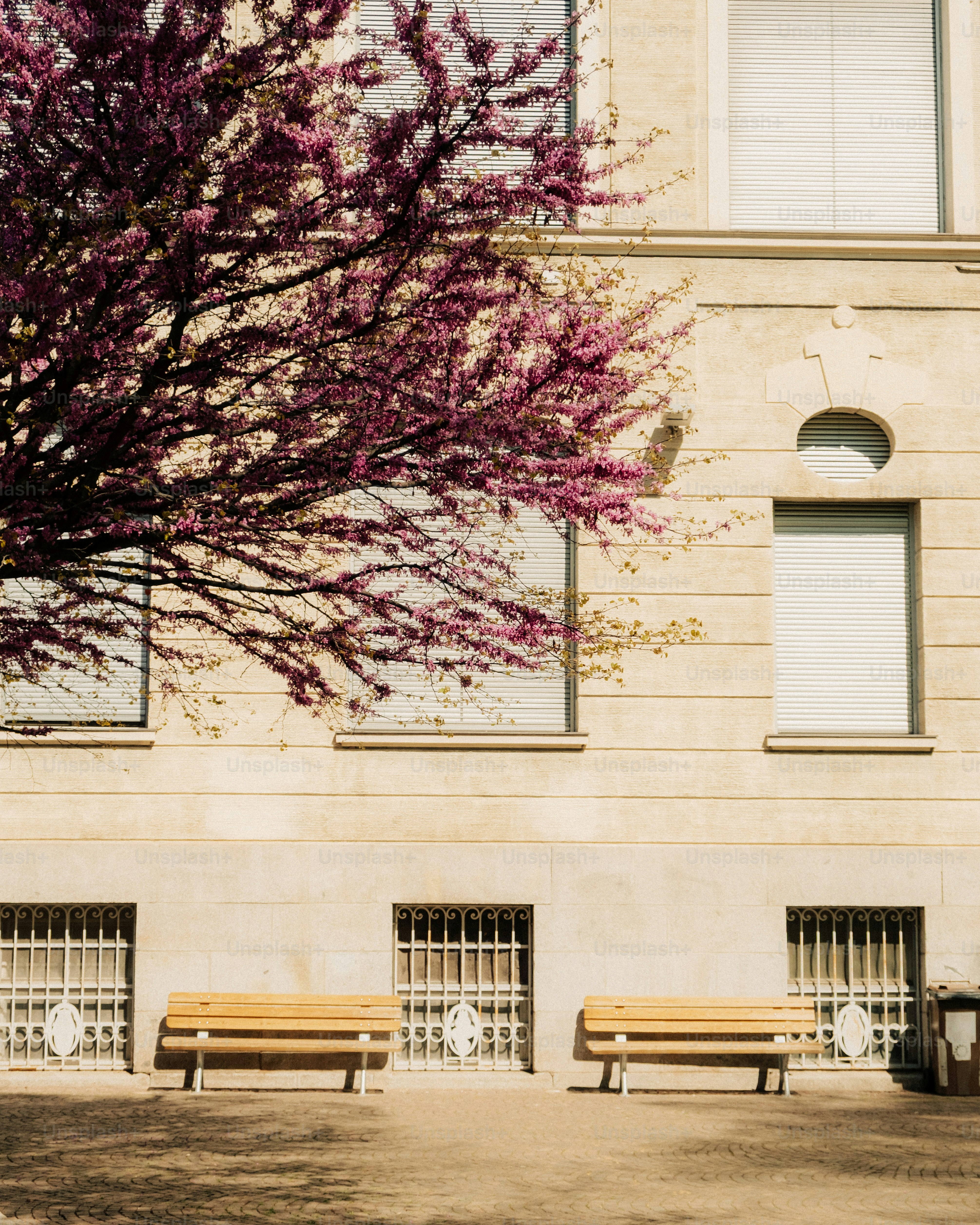 Dos bancos están frente a un edificio con árbol en flor.