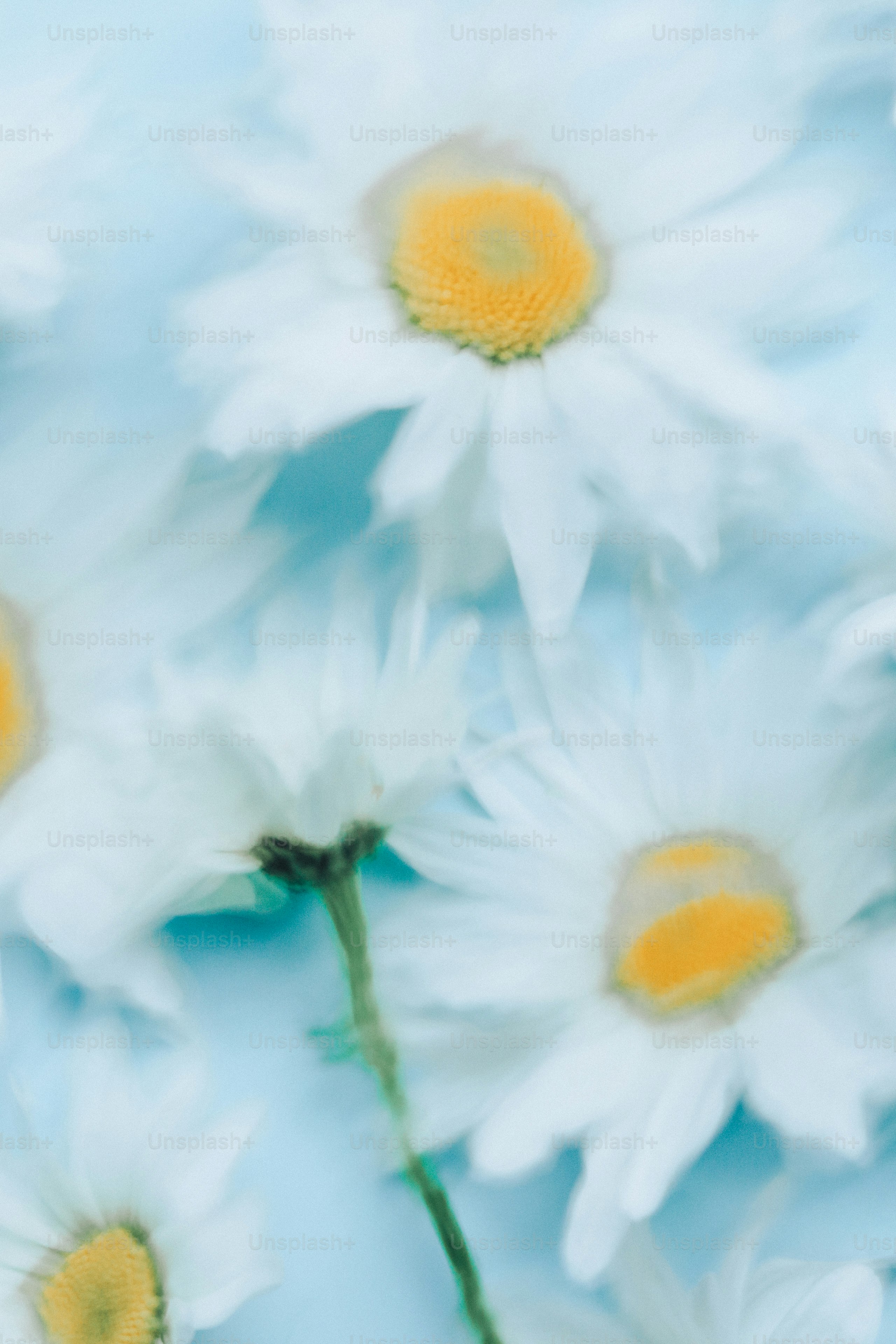 Close-up of white daisies with yellow centers on blue.