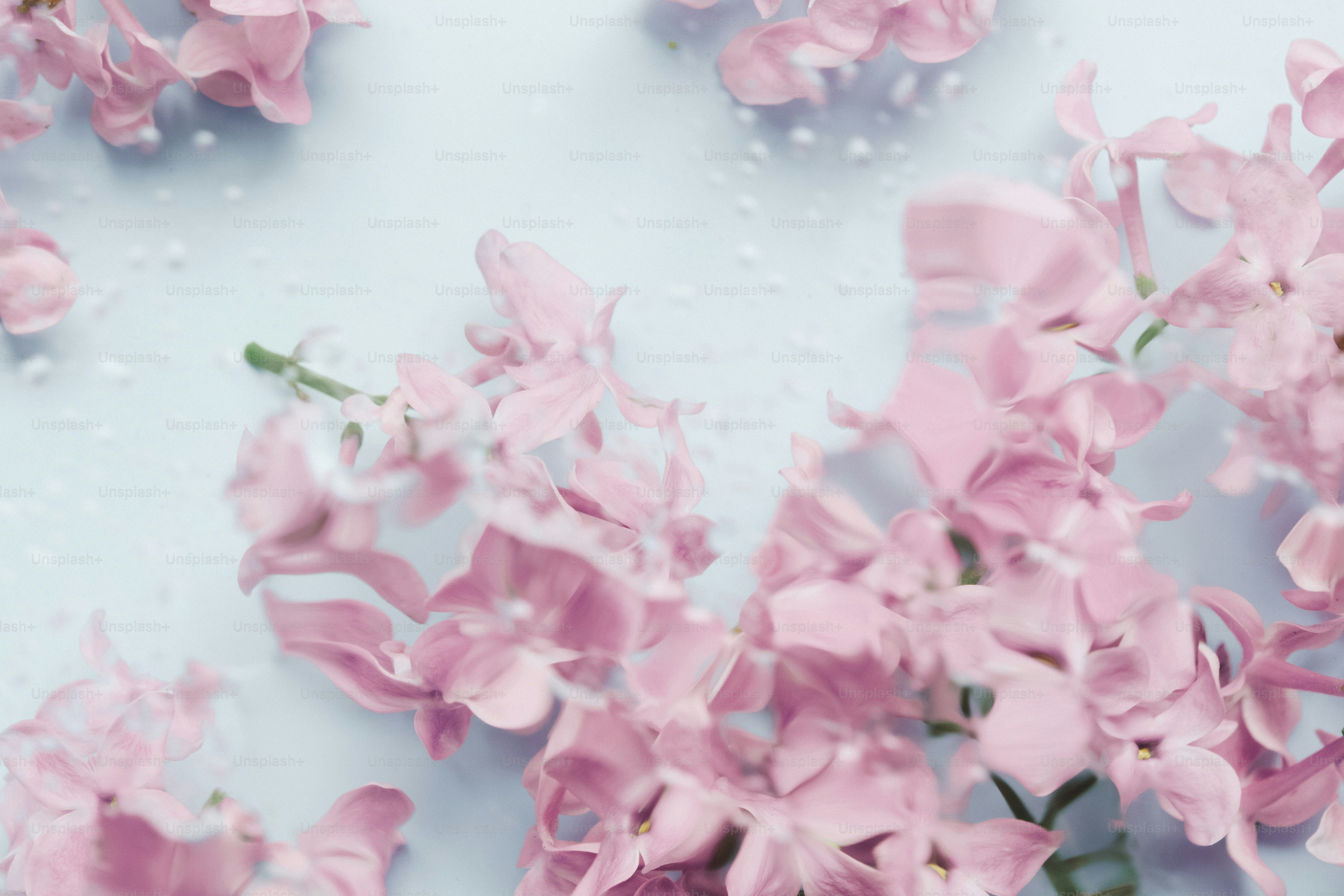 Delicate pink flowers floating on a light blue surface.
