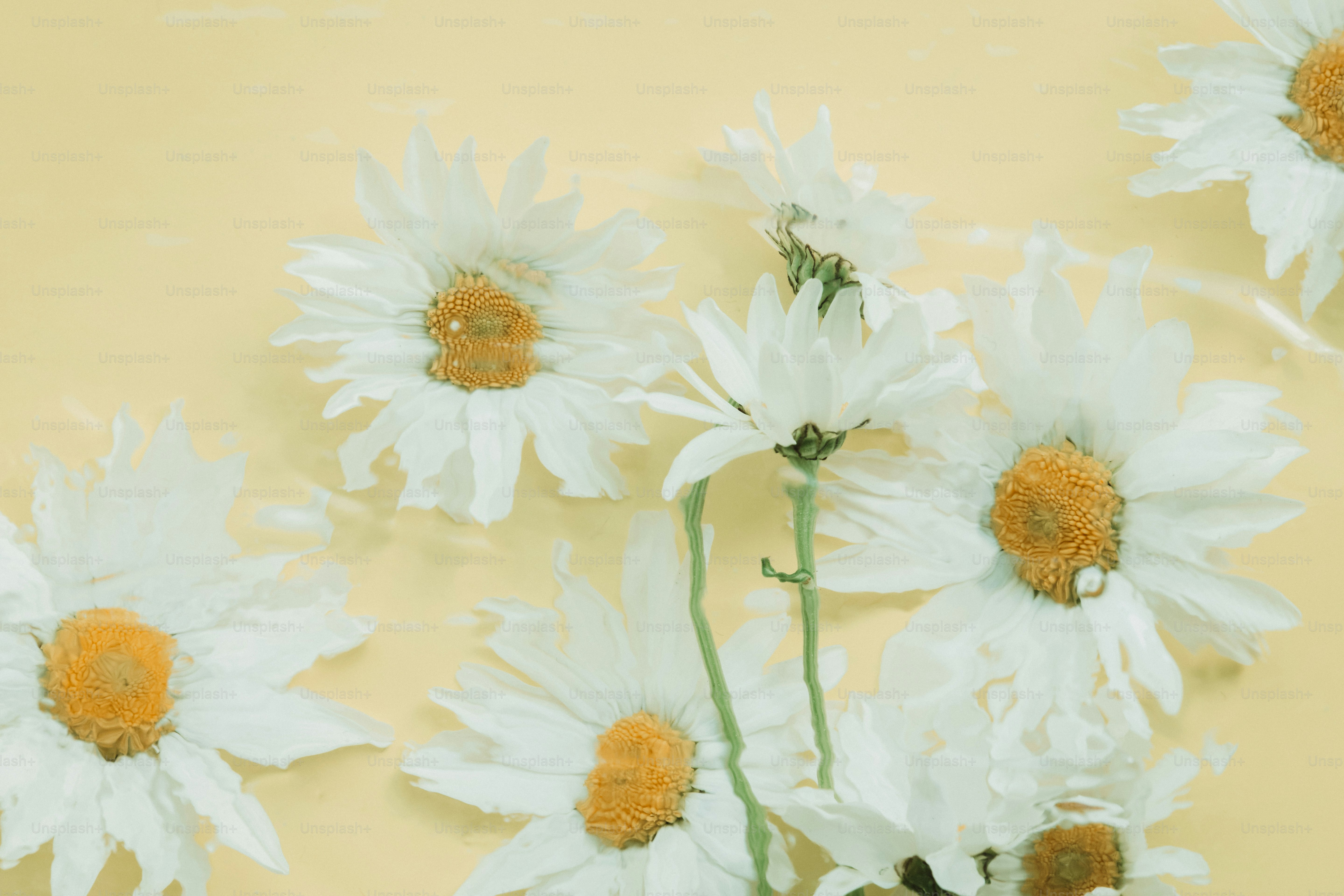 White daisies with yellow centers on a yellow background