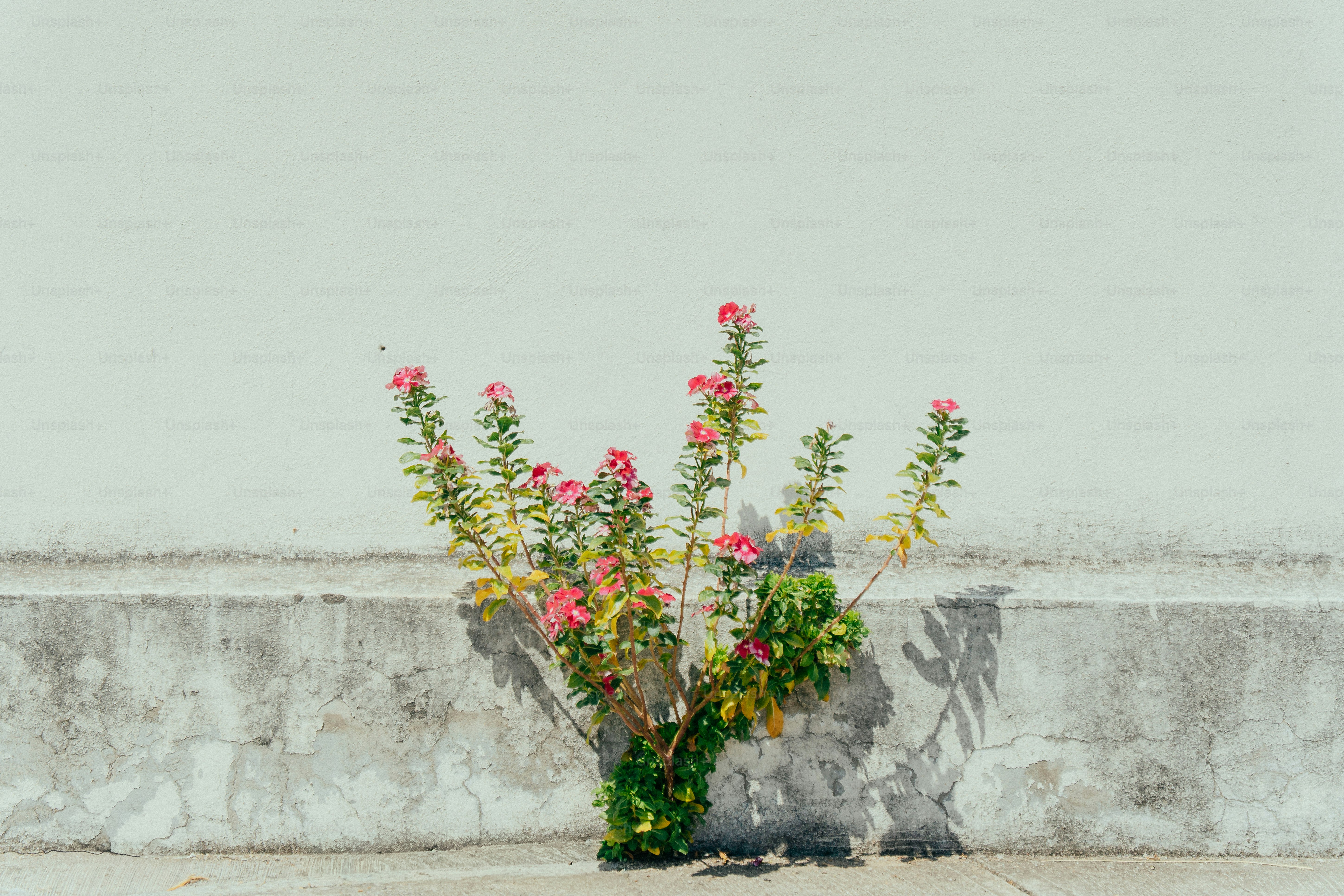 Rosa Blumen blühen an einer Betonwand.