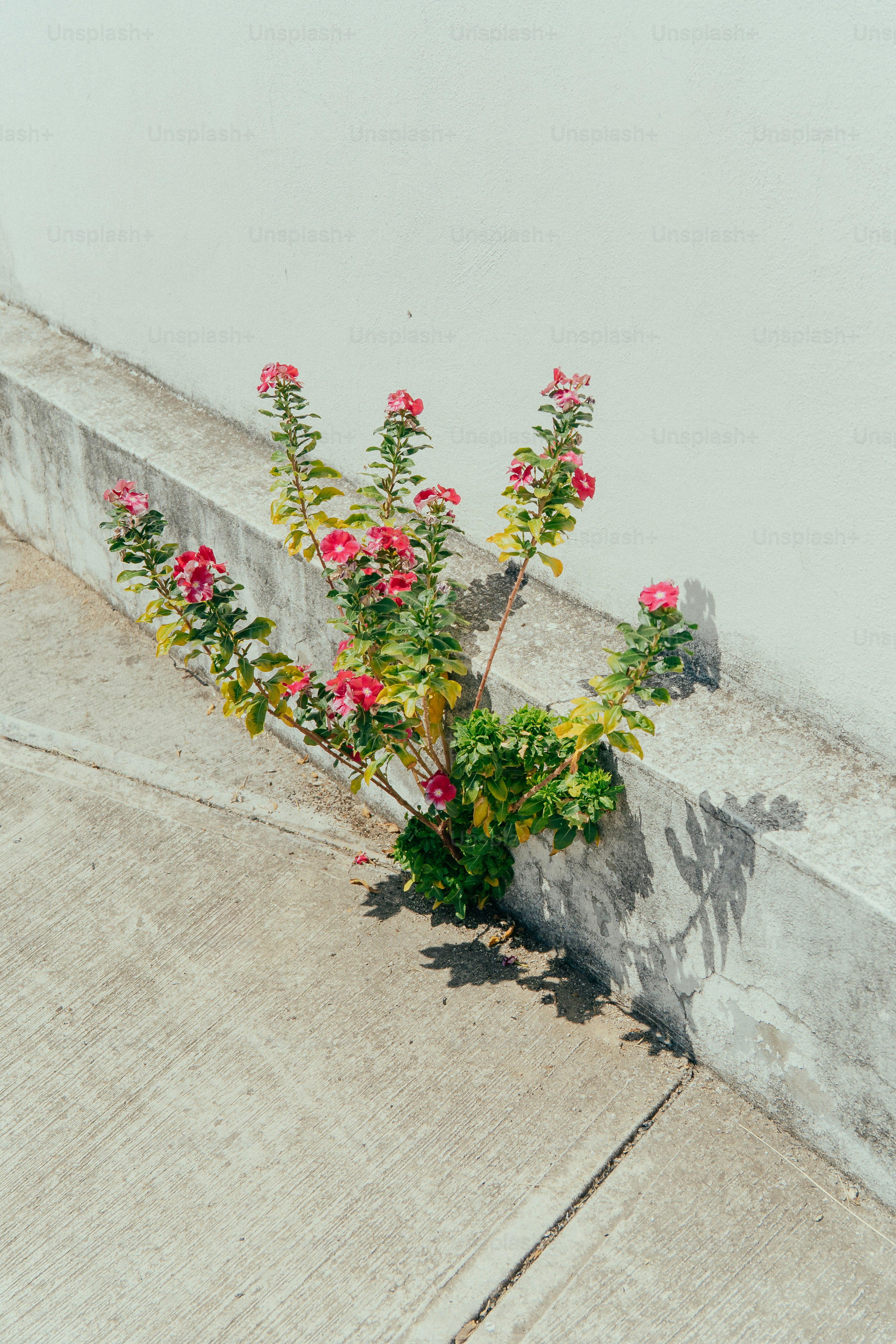 Rosa Blumen, die von einem Betongehweg wachsen