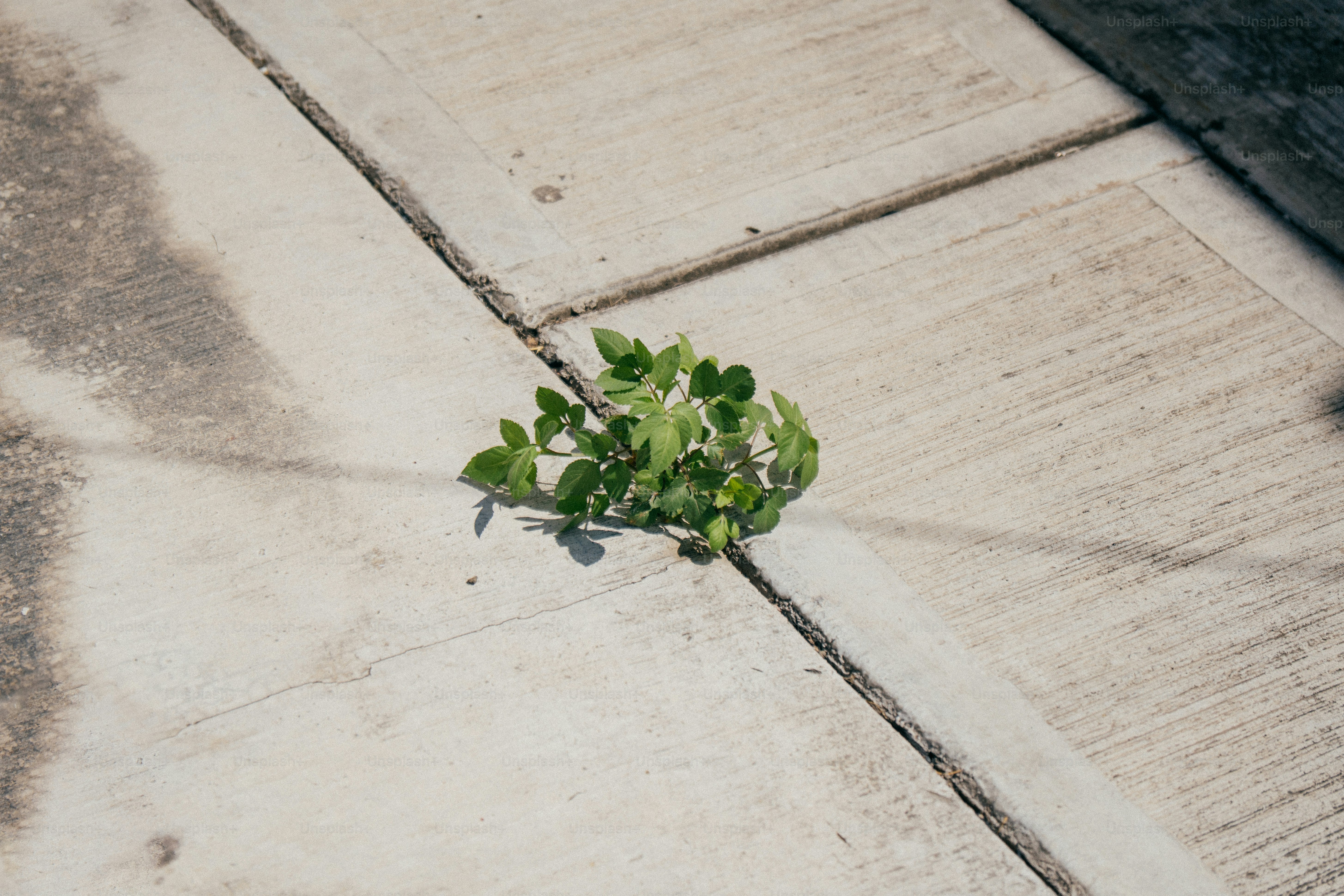 Eine kleine grüne Pflanze wächst aus einem Riss im Beton.