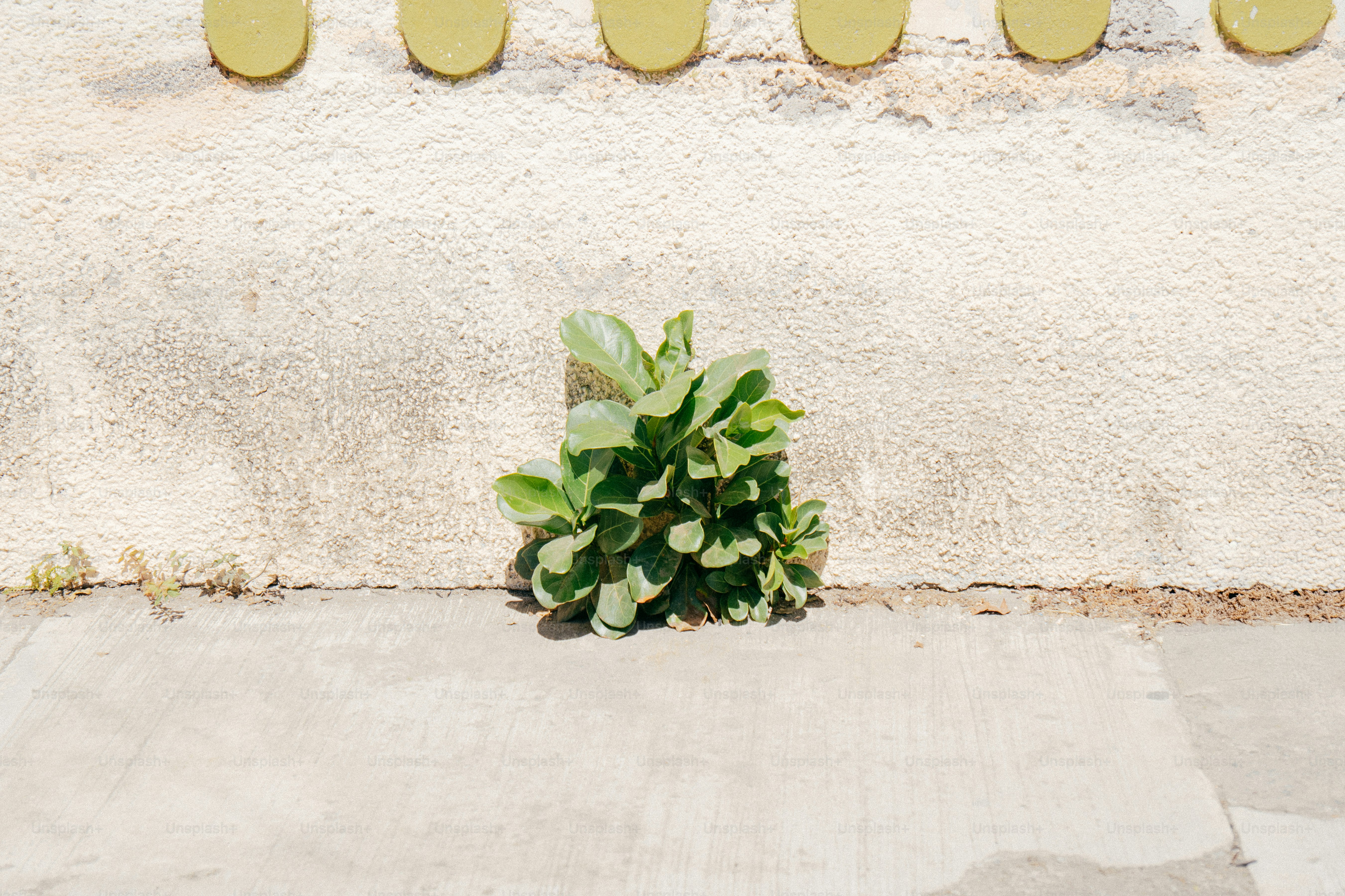 Une petite plante verte pousse à partir d’une fissure dans le béton.