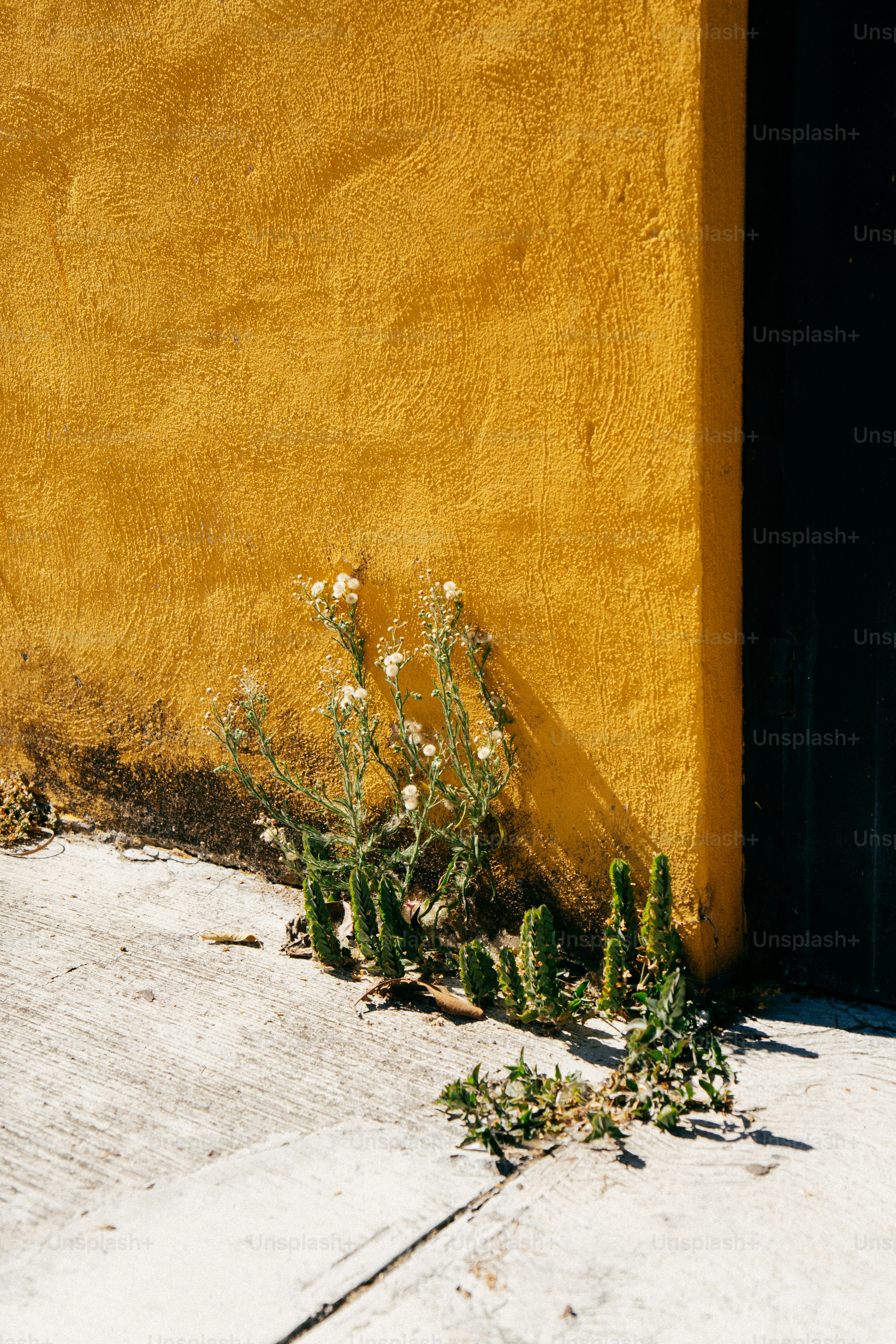 De petites plantes poussent contre un mur jaune texturé.