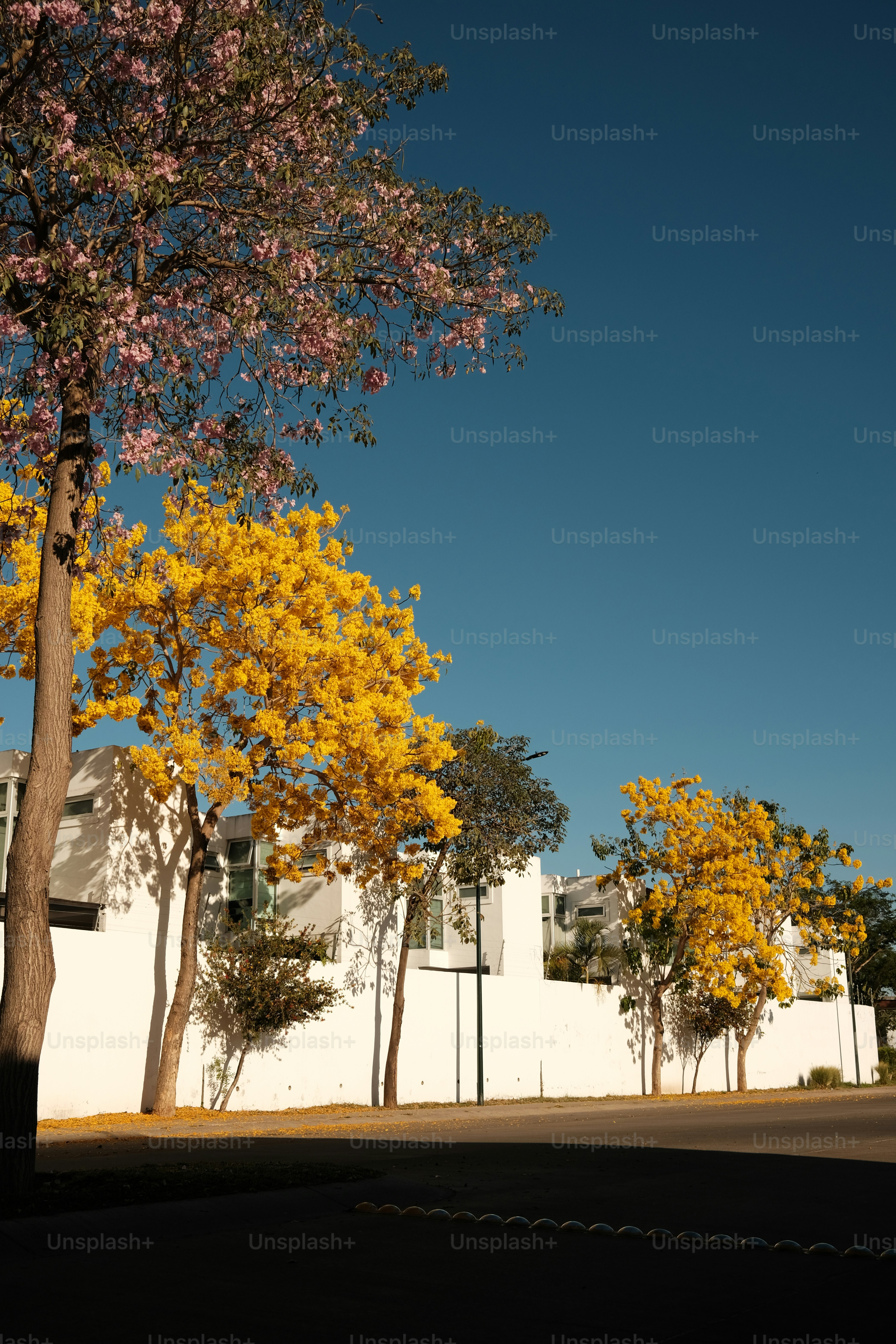 Alberi con fiori gialli e rosa contro un muro bianco.