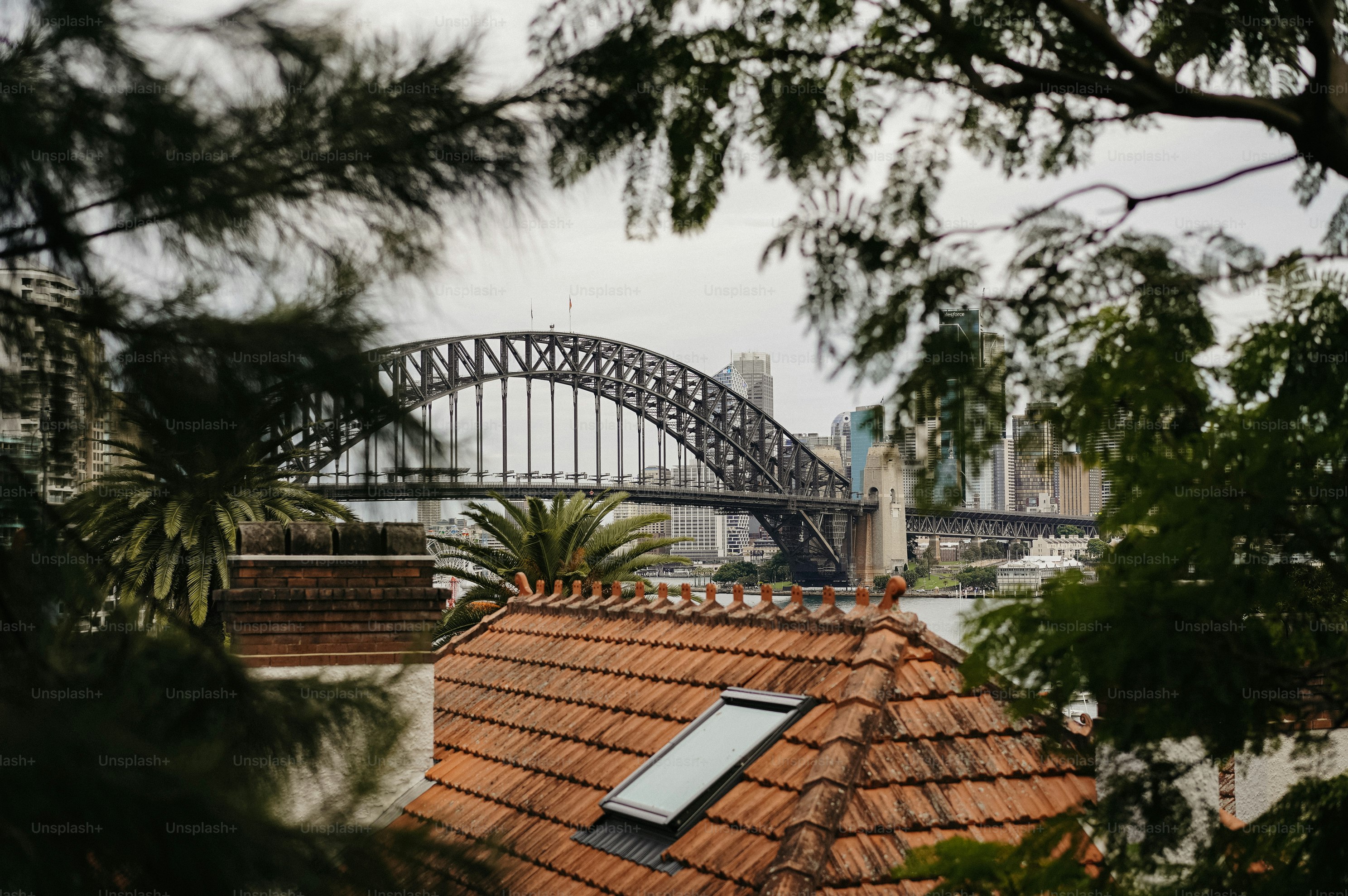 Sydney harbour bridge seen through trees
