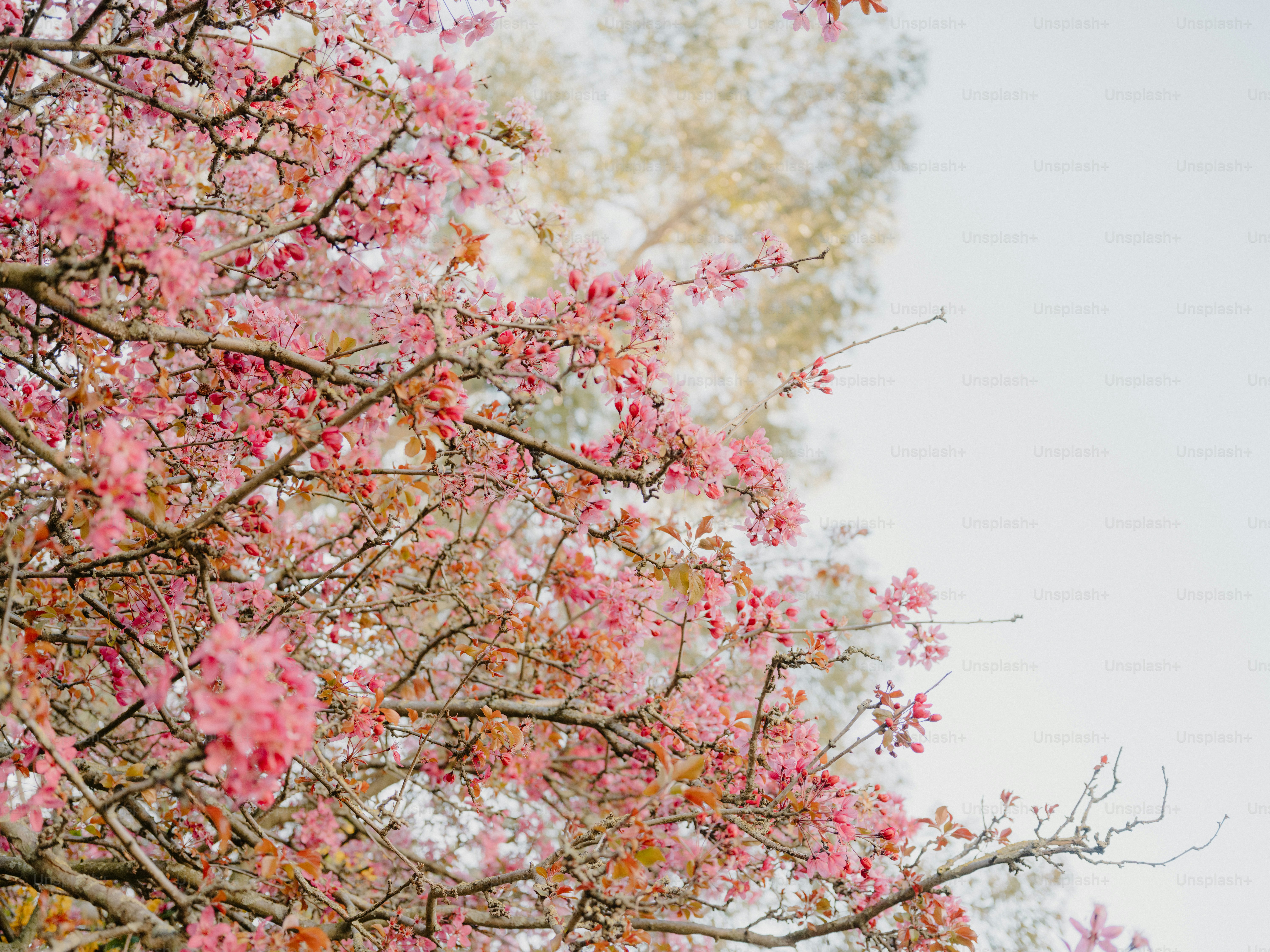 Flores de cerejeira cor-de-rosa nos galhos das árvores contra o céu