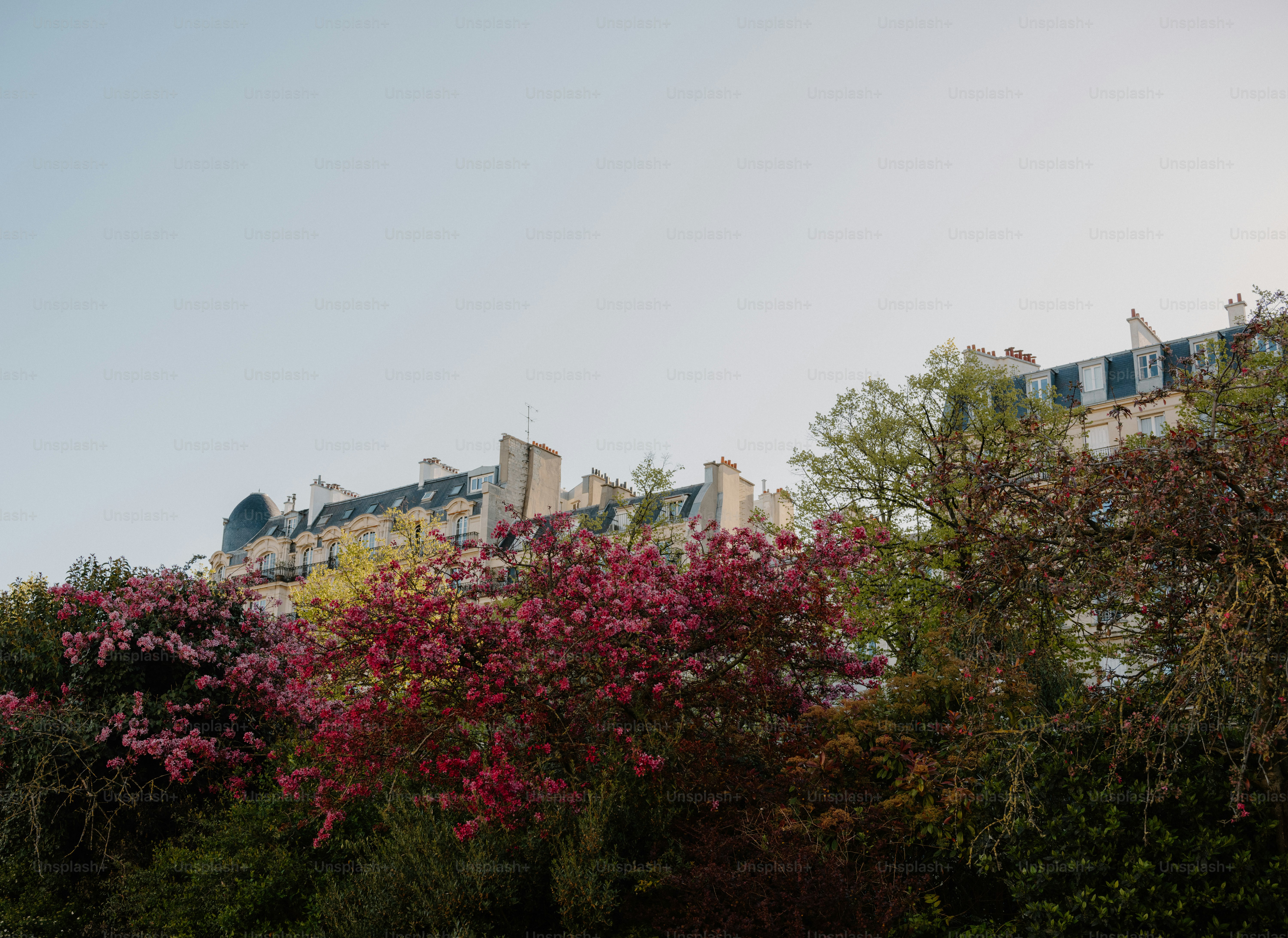 Buildings behind blooming trees under a clear sky
