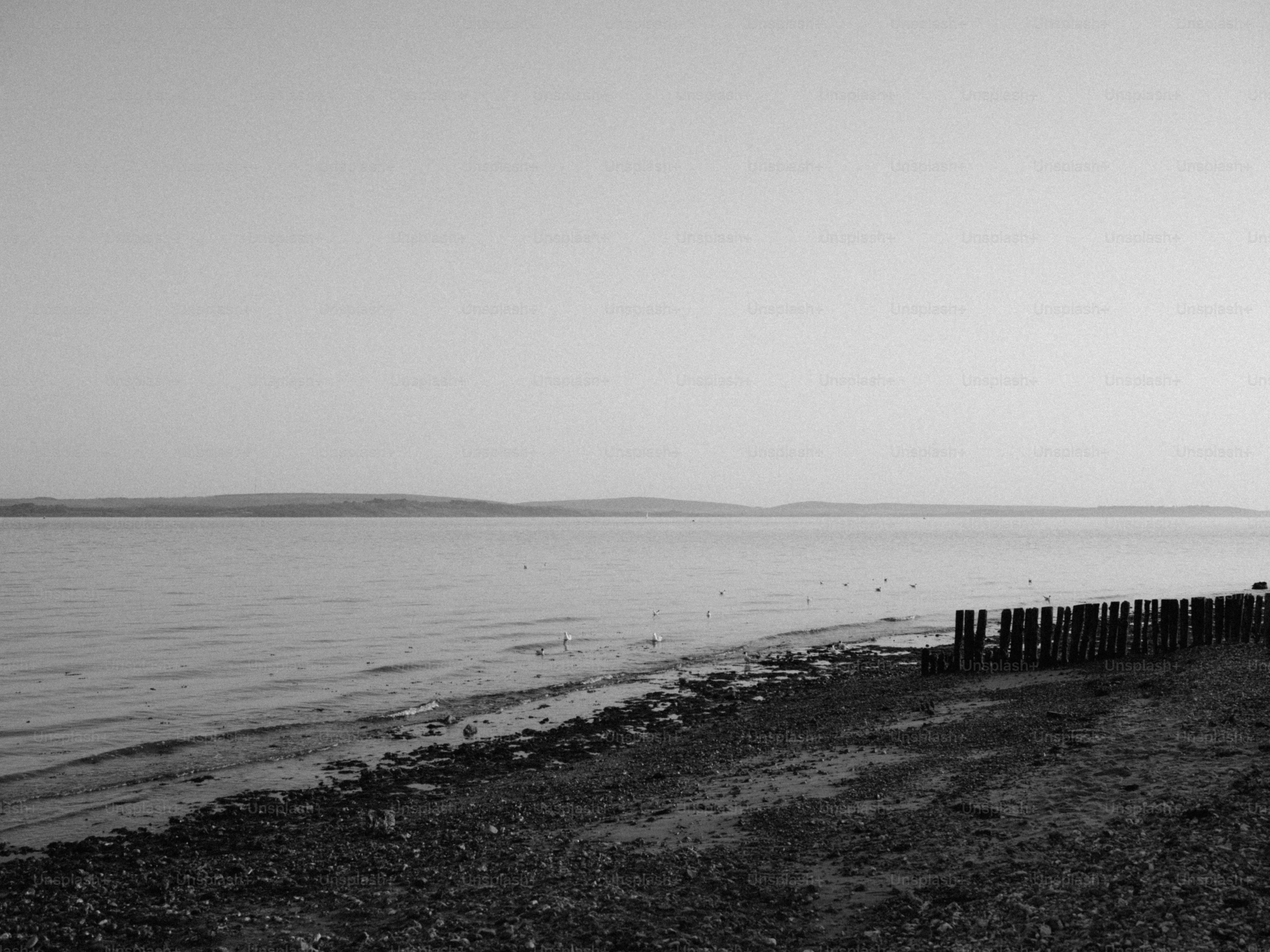 Calm lake with a distant treeline and wooden posts.