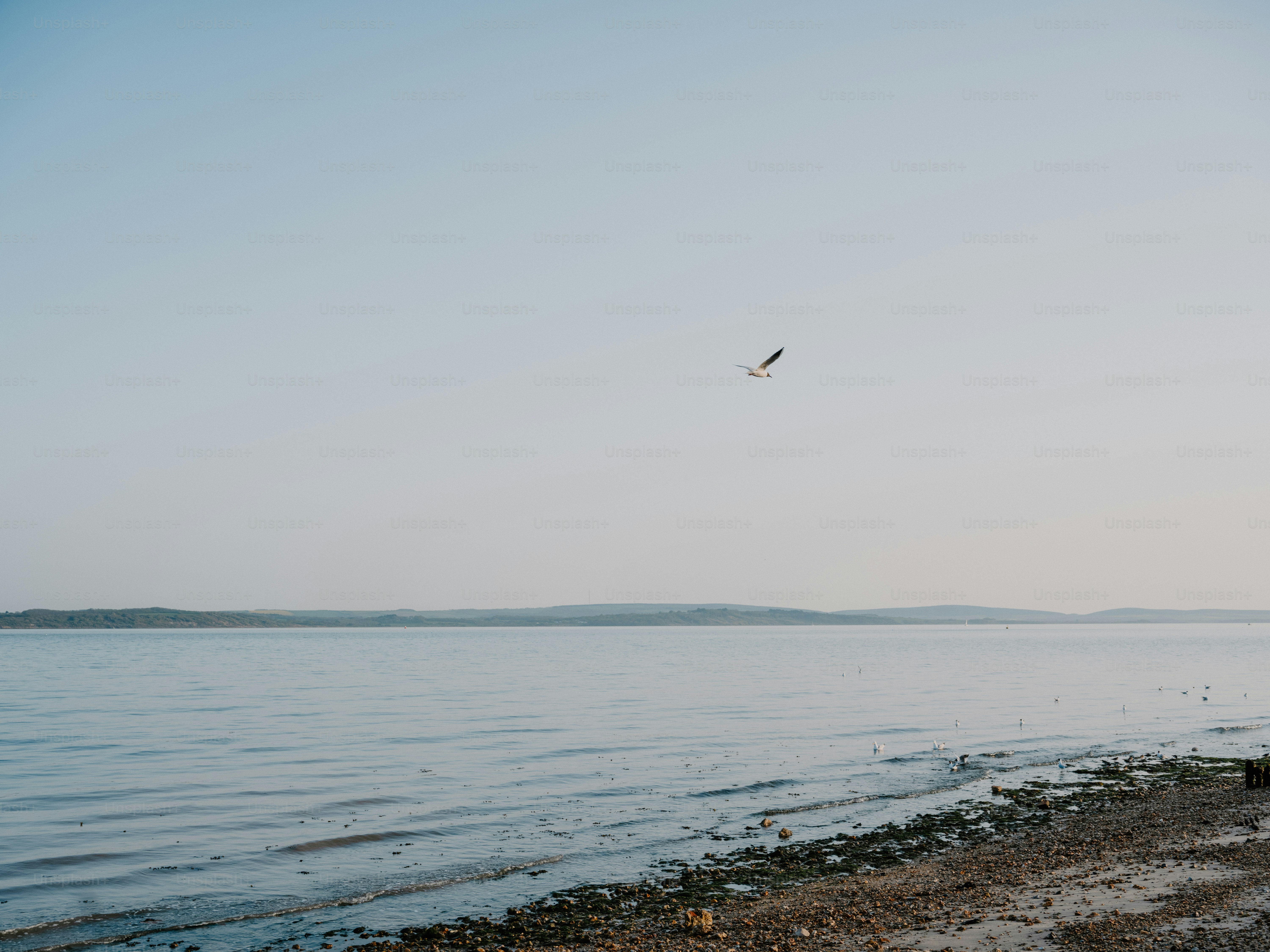 A lone bird flies over a calm lake at dusk.
