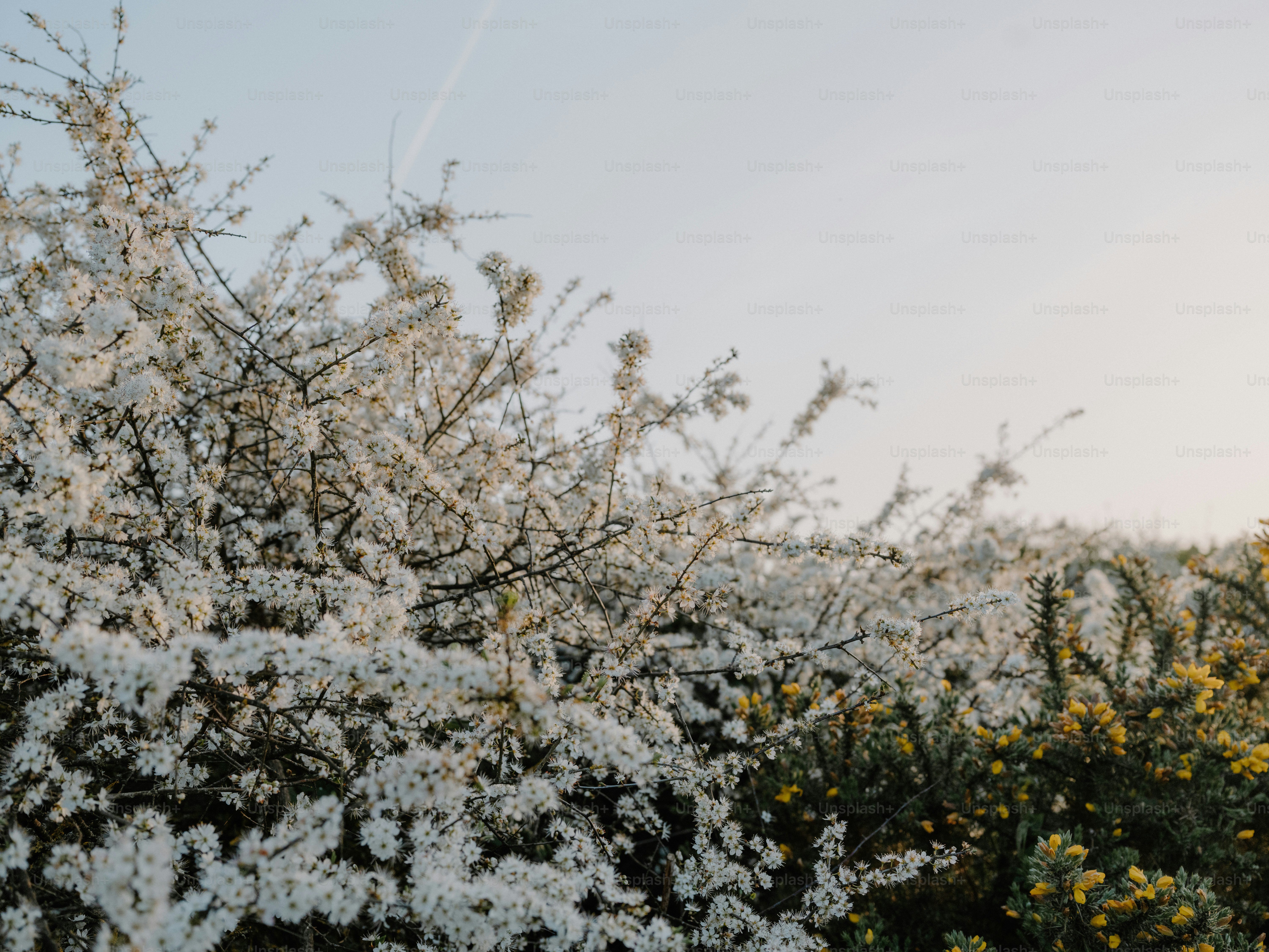 White blossoms on a tree with clear sky
