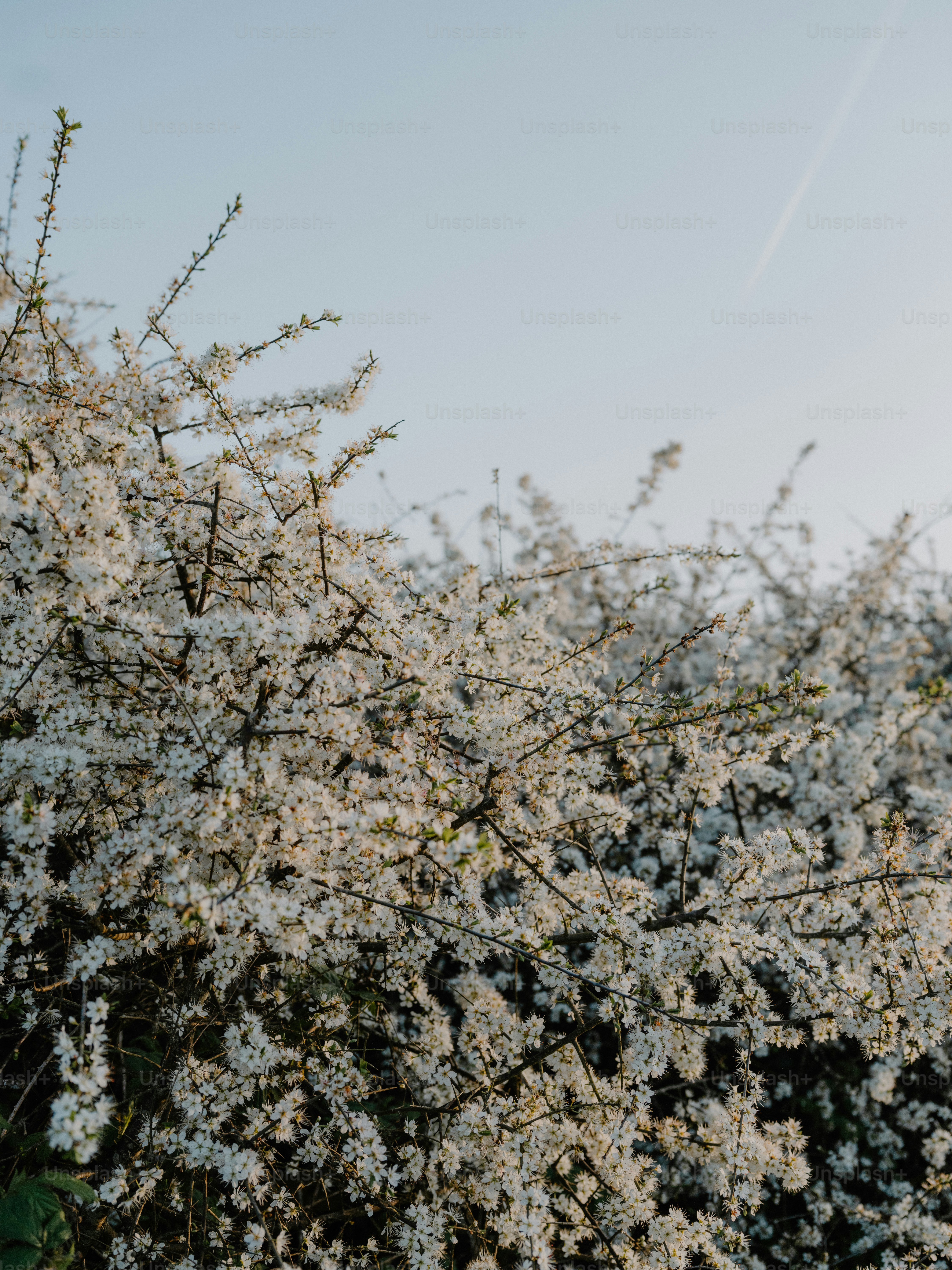 White blossoms on a tree against a clear sky.