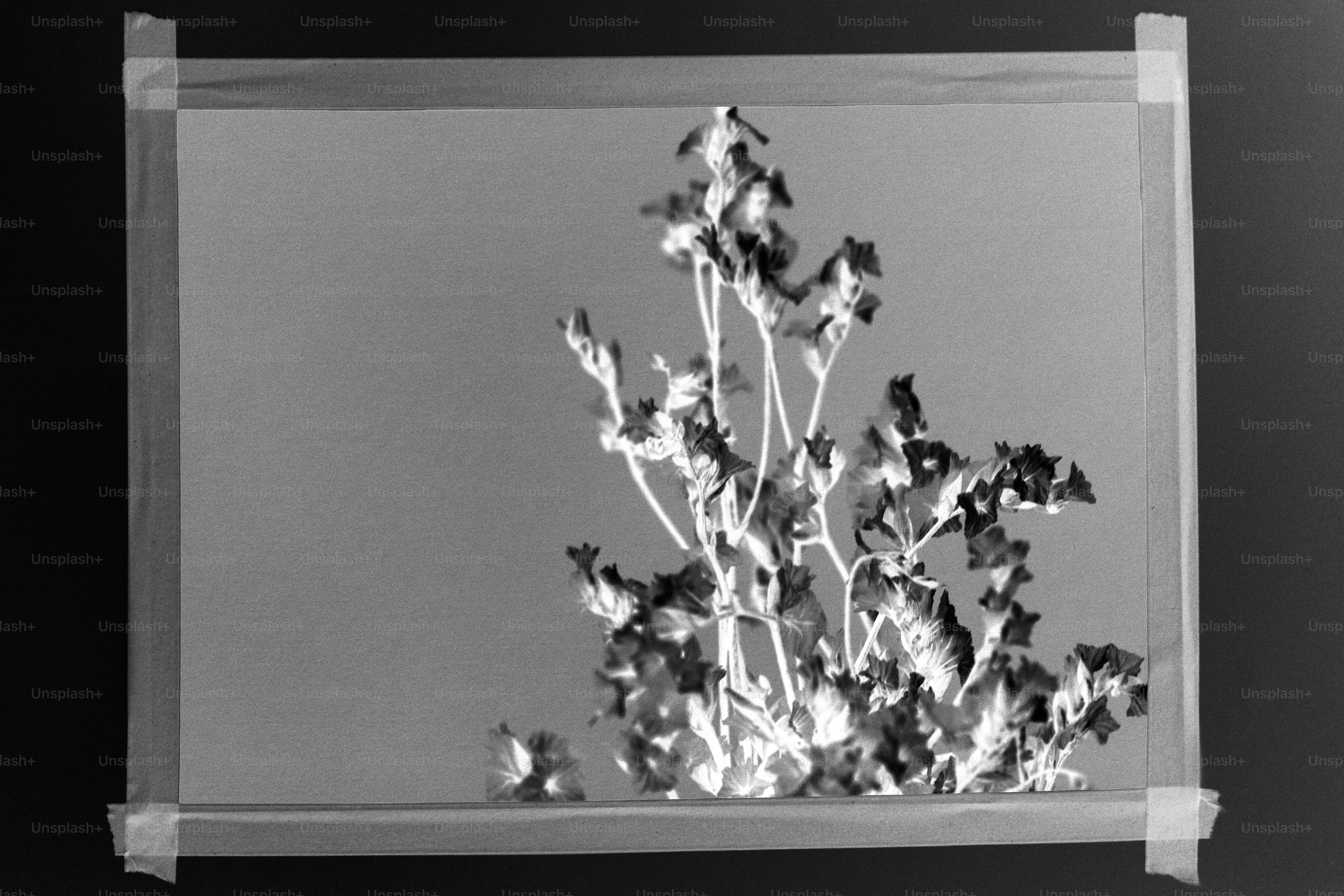 Getrocknete Pflanzenstängel auf einen hellen Hintergrund geklebt.