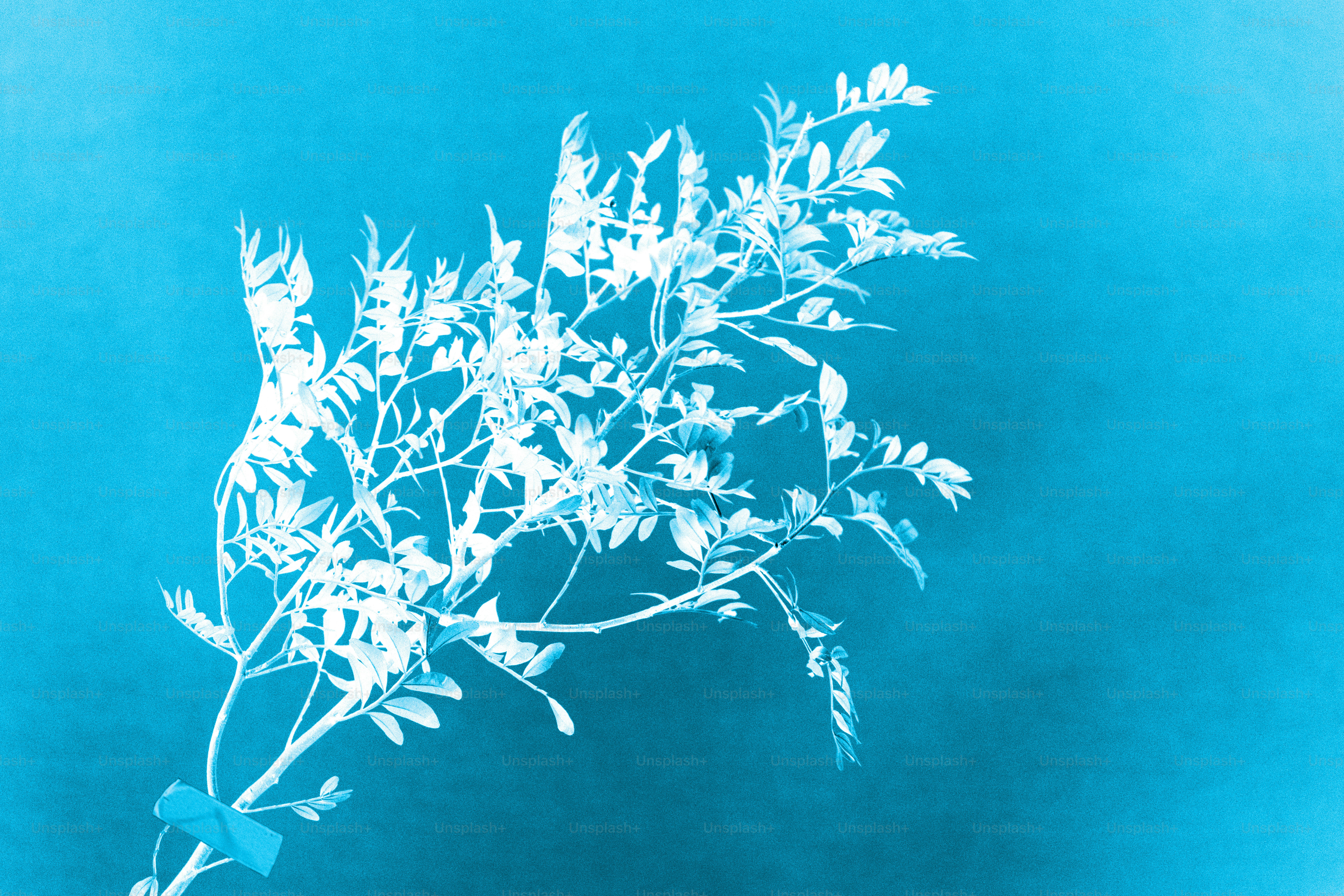 Weiße Pflanzenzweige vor blauem Hintergrund