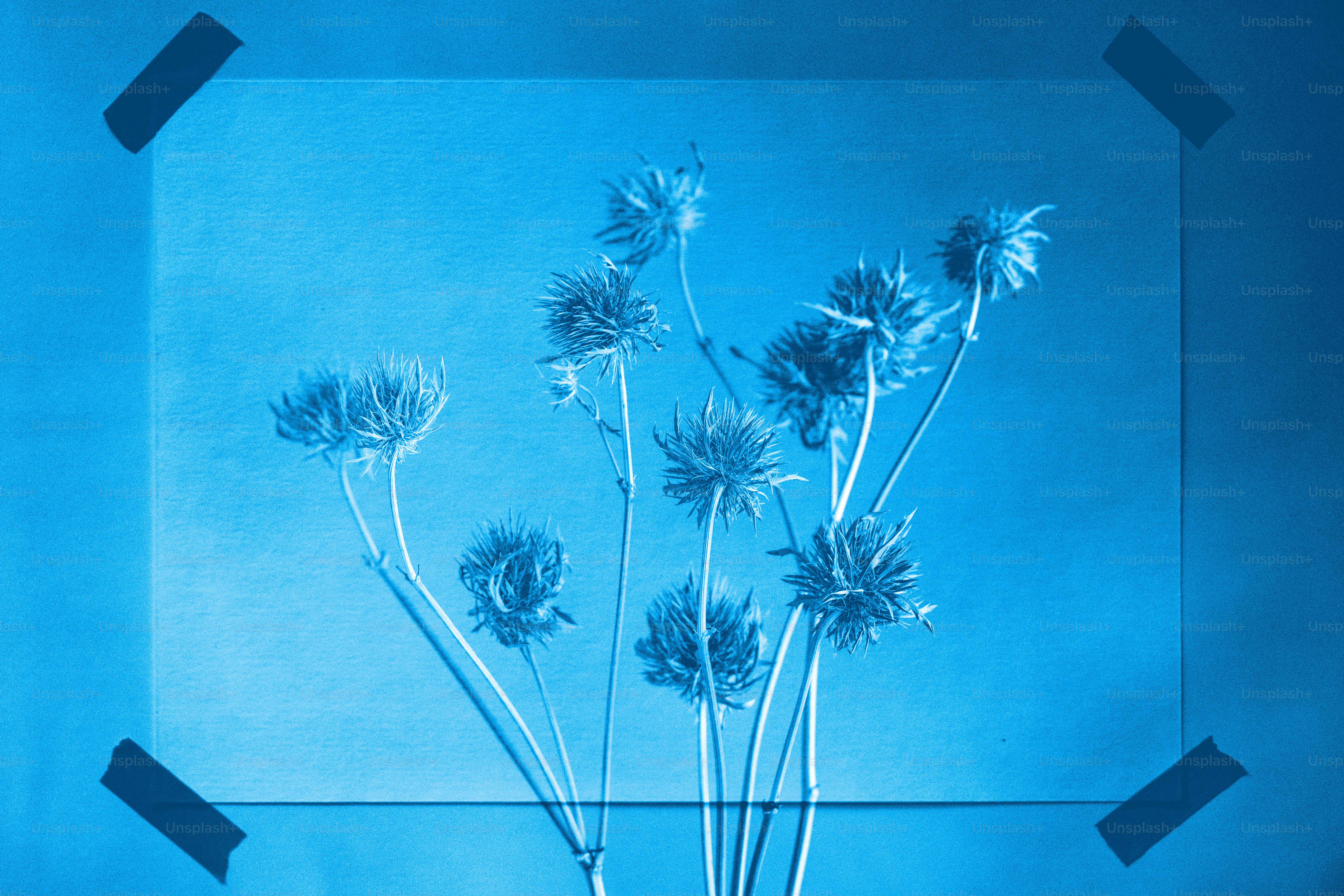 Getrocknete Blumen vor blauem Hintergrund