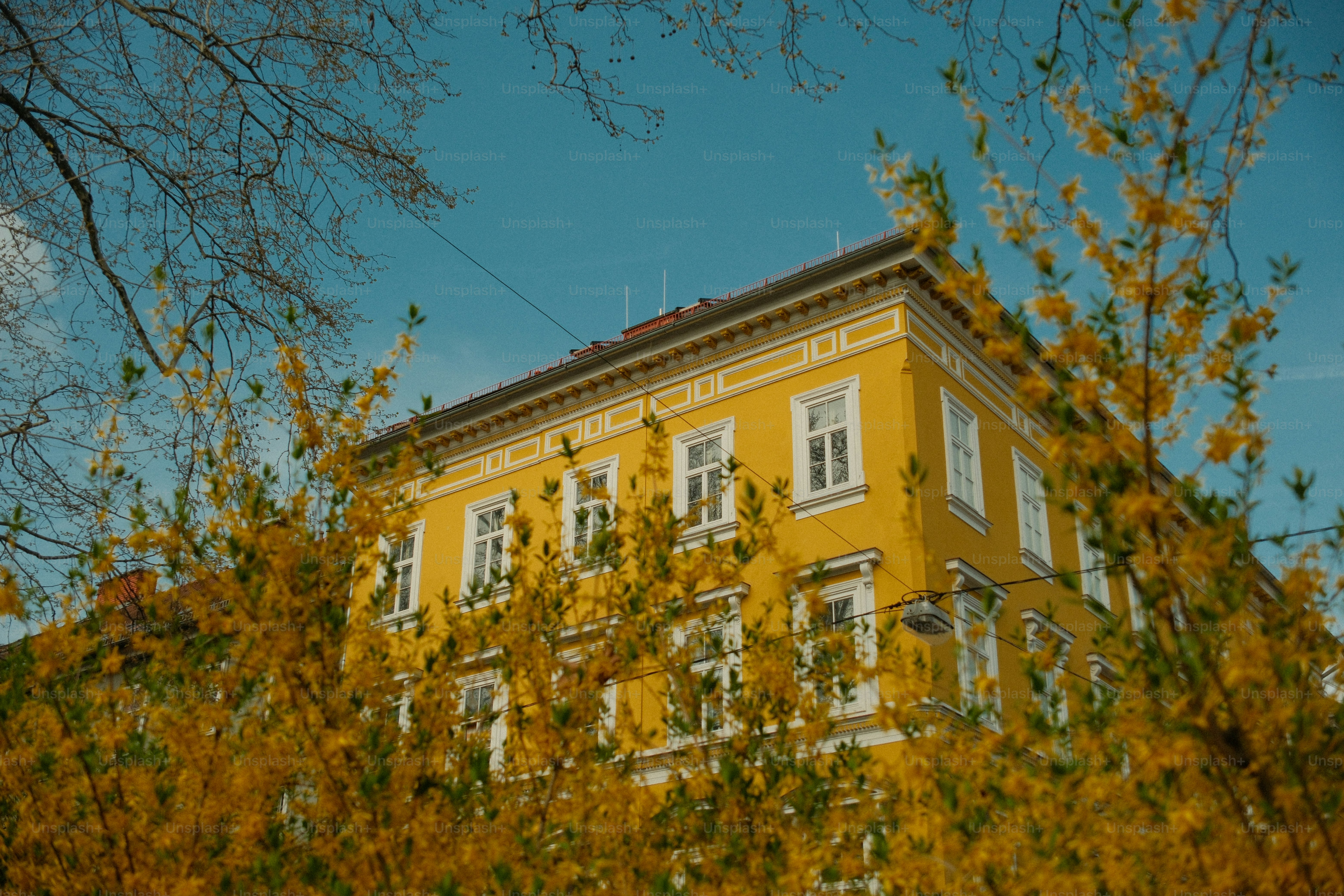Prédio amarelo visto através de flores amarelas desabrochando.