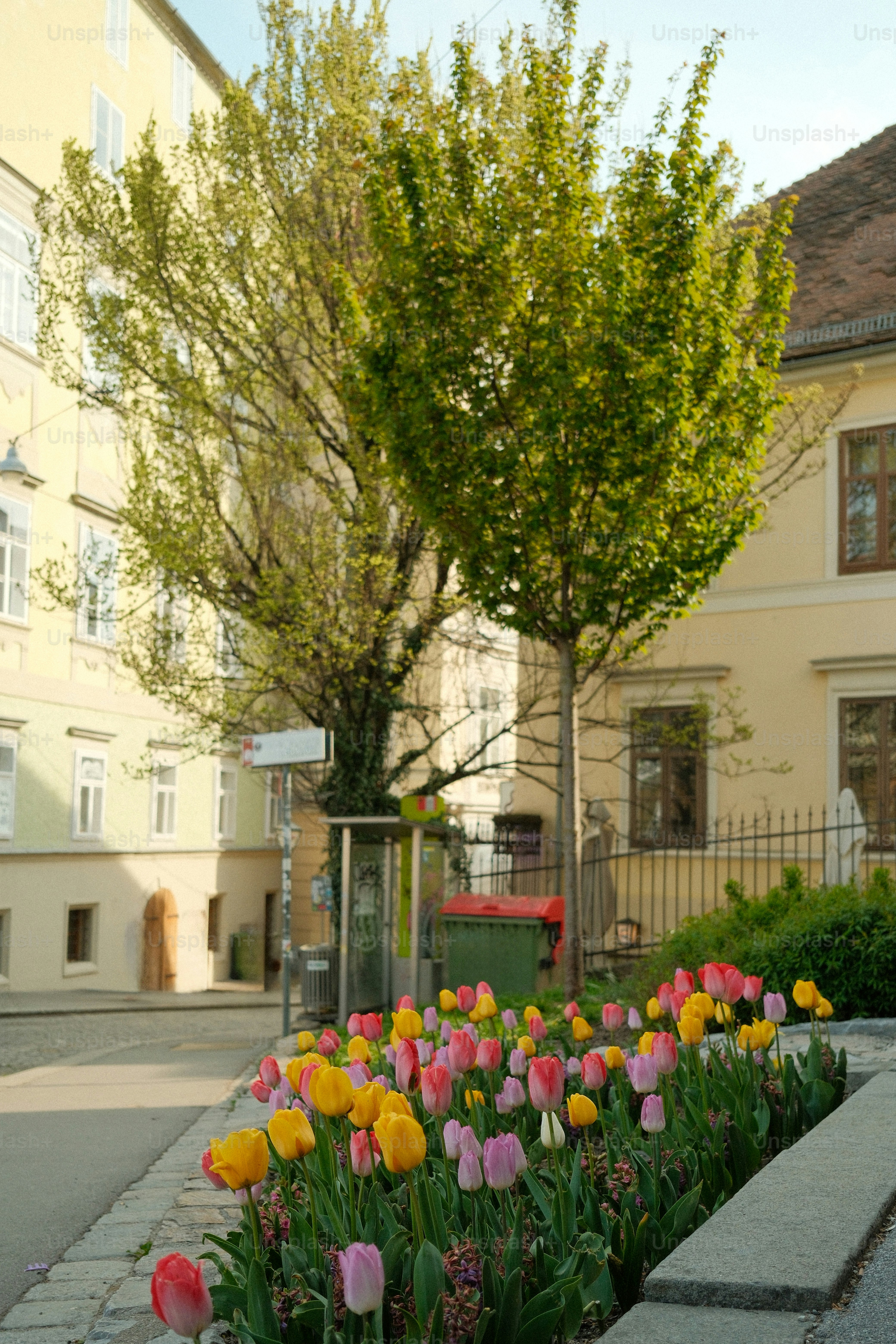 Colorful tulips bloom in a city garden with trees.