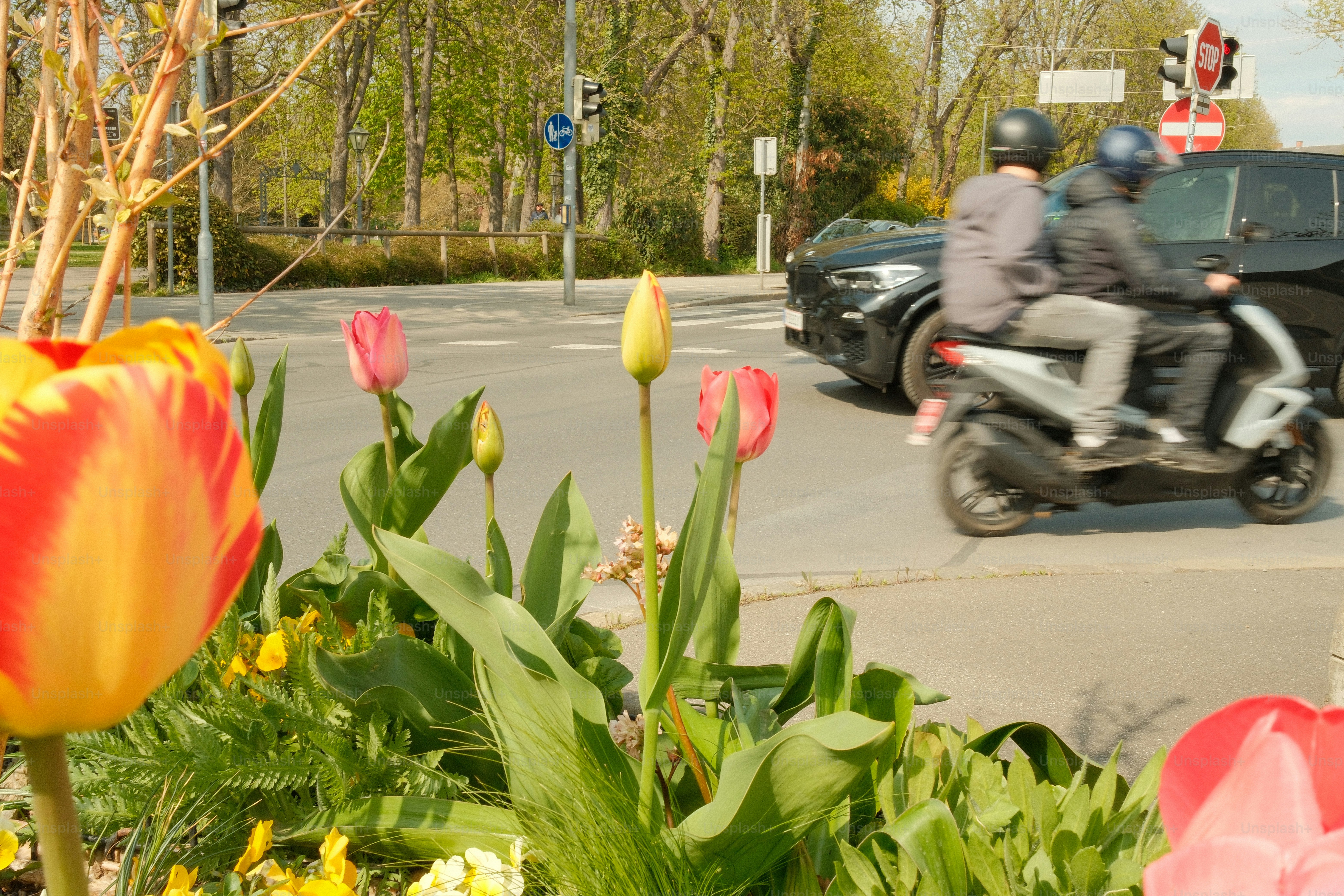 Two people ride a scooter past tulips and daffodils.