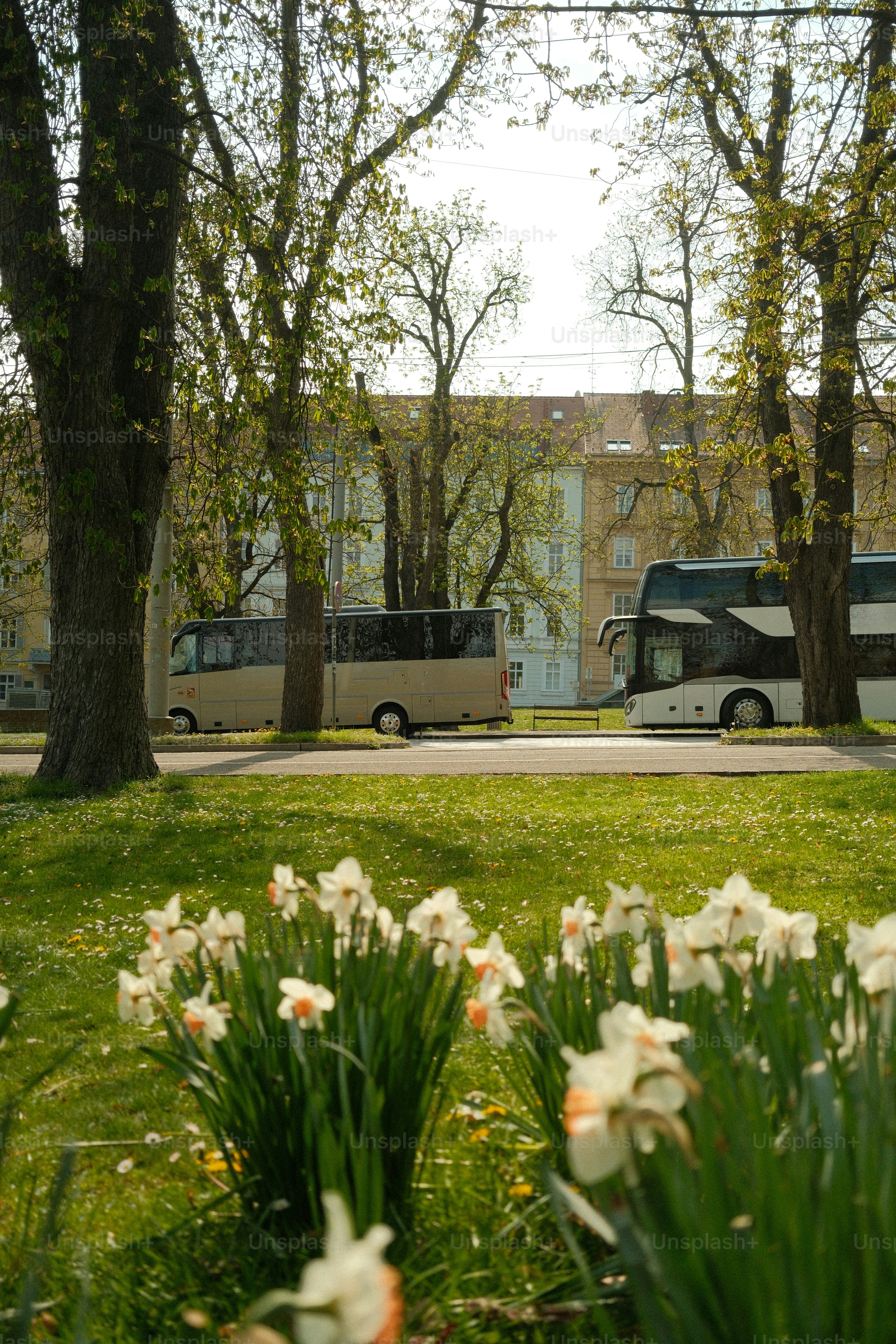 Daffodils bloom in a park with buses nearby.