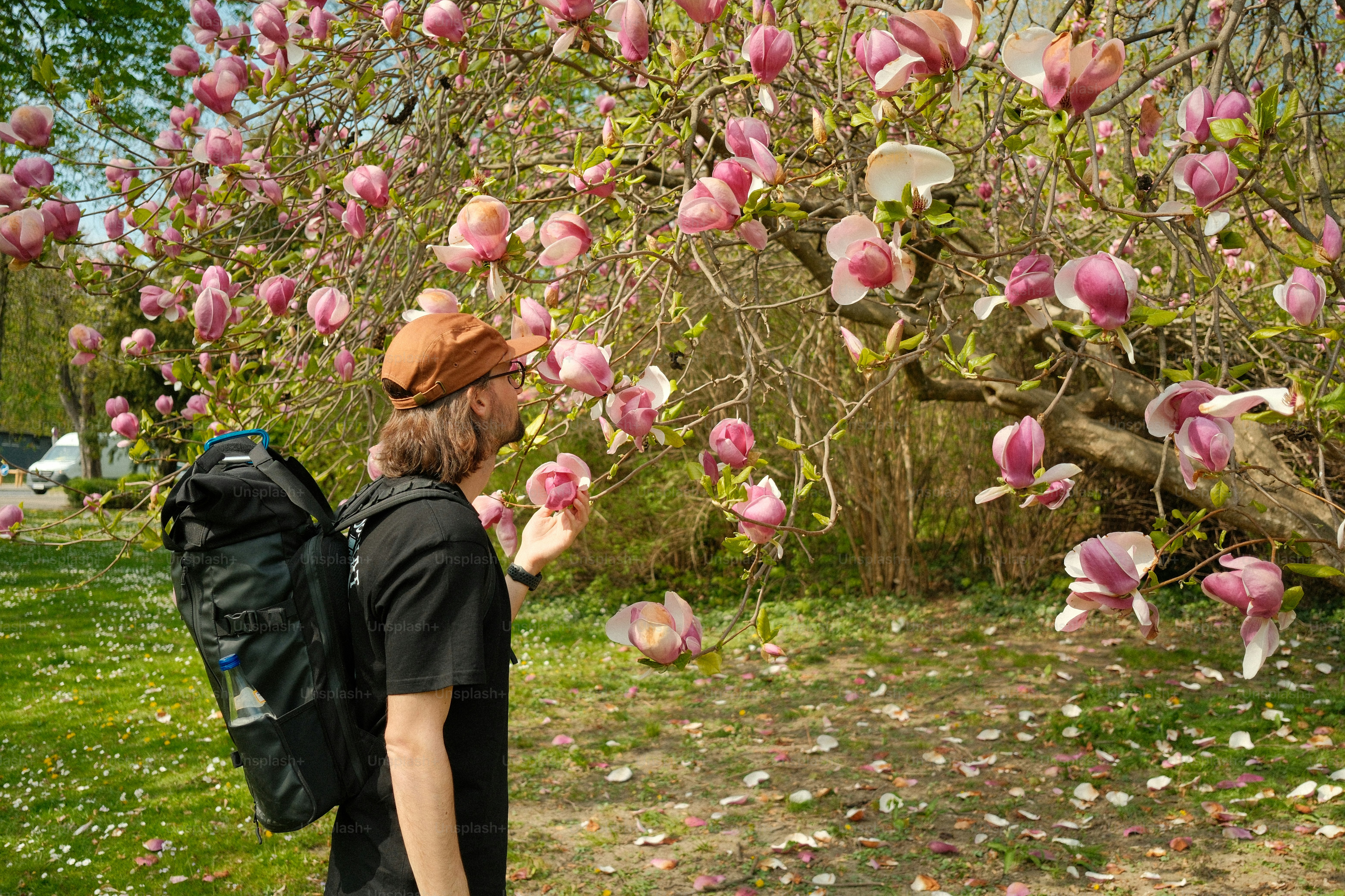 Person smelling pink magnolia flowers on a tree