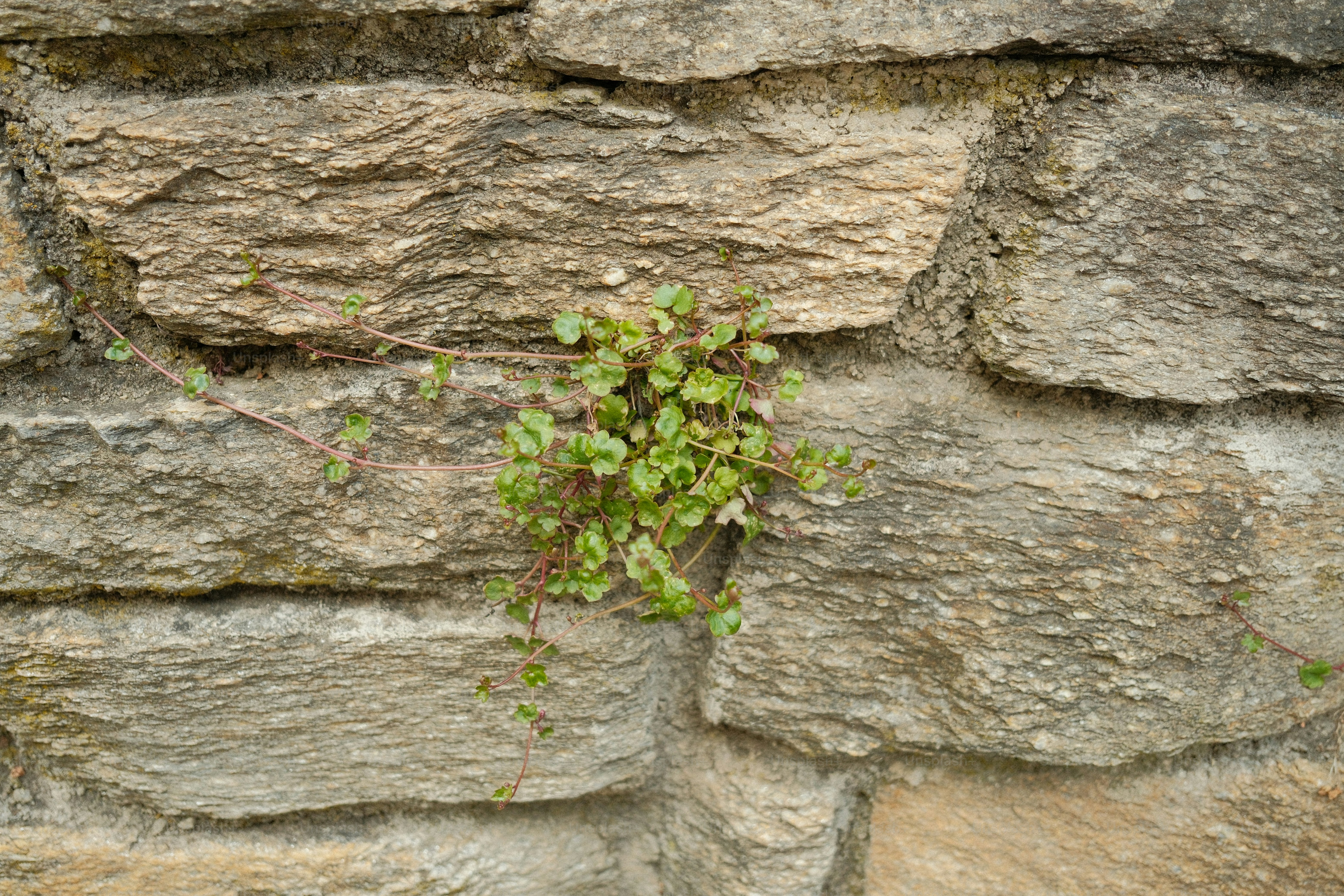 Small green plant growing on a stone wall.