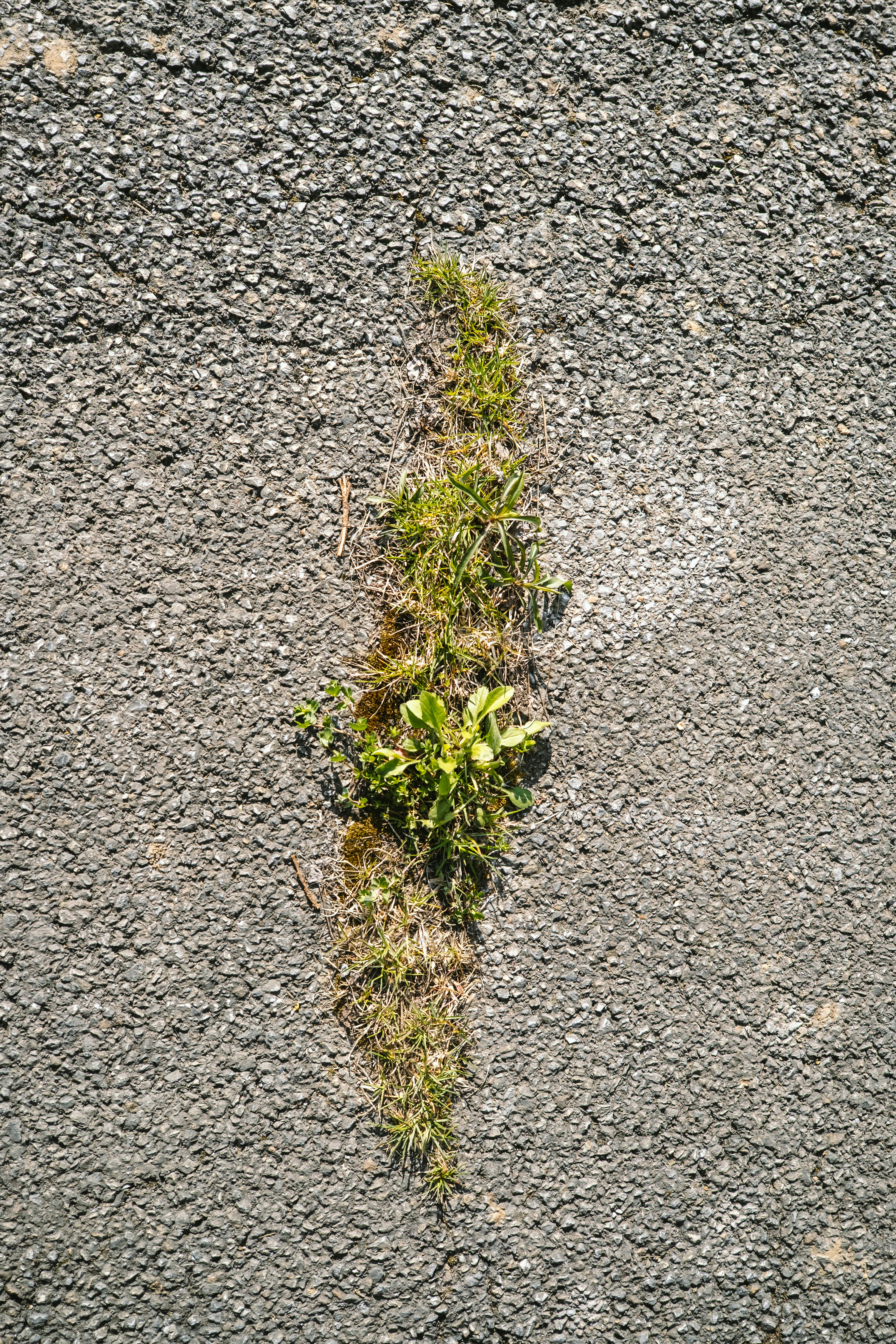 Green grass growing through cracked asphalt pavement