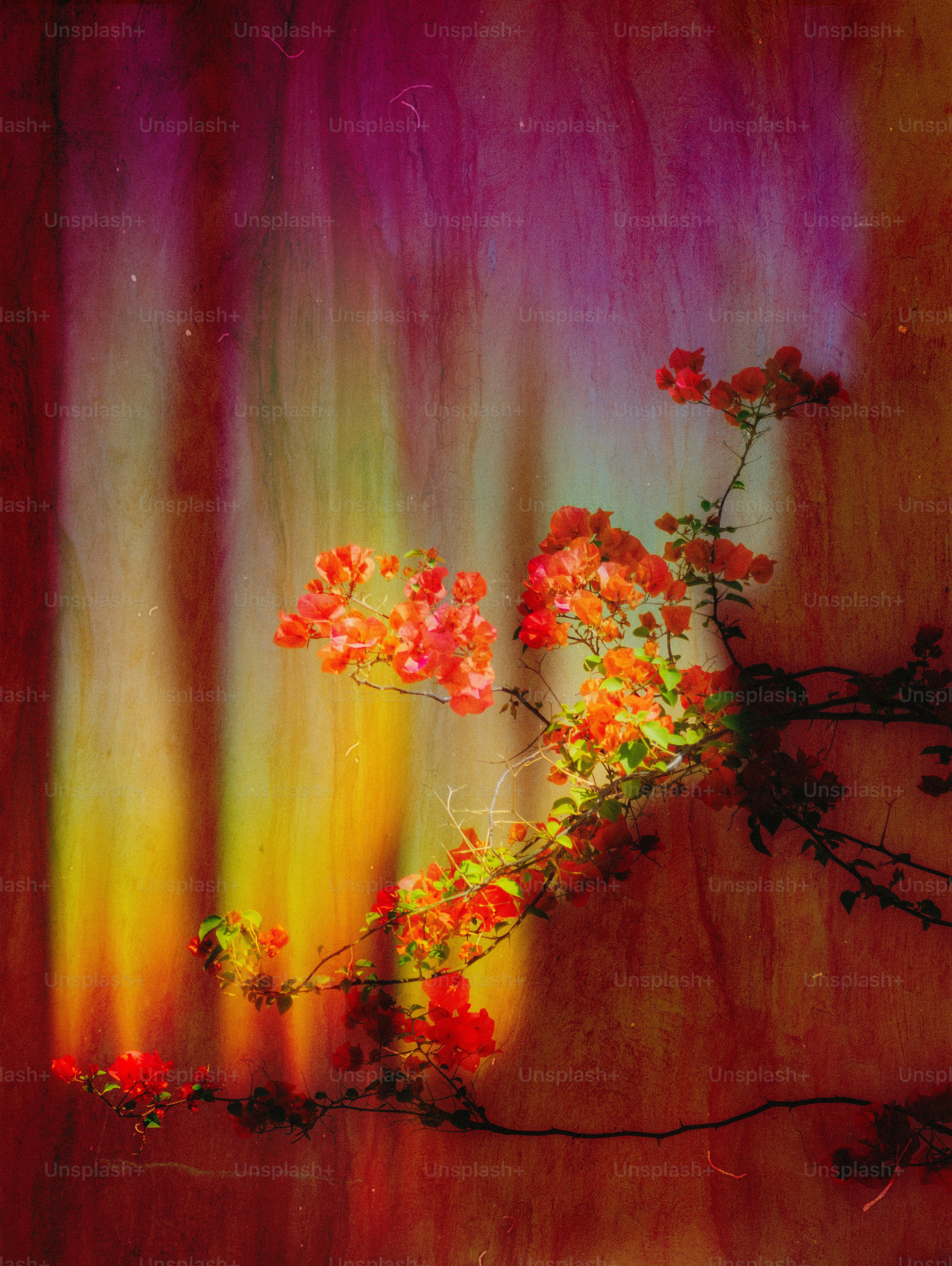 Flores laranja vibrantes escalando uma parede texturizada