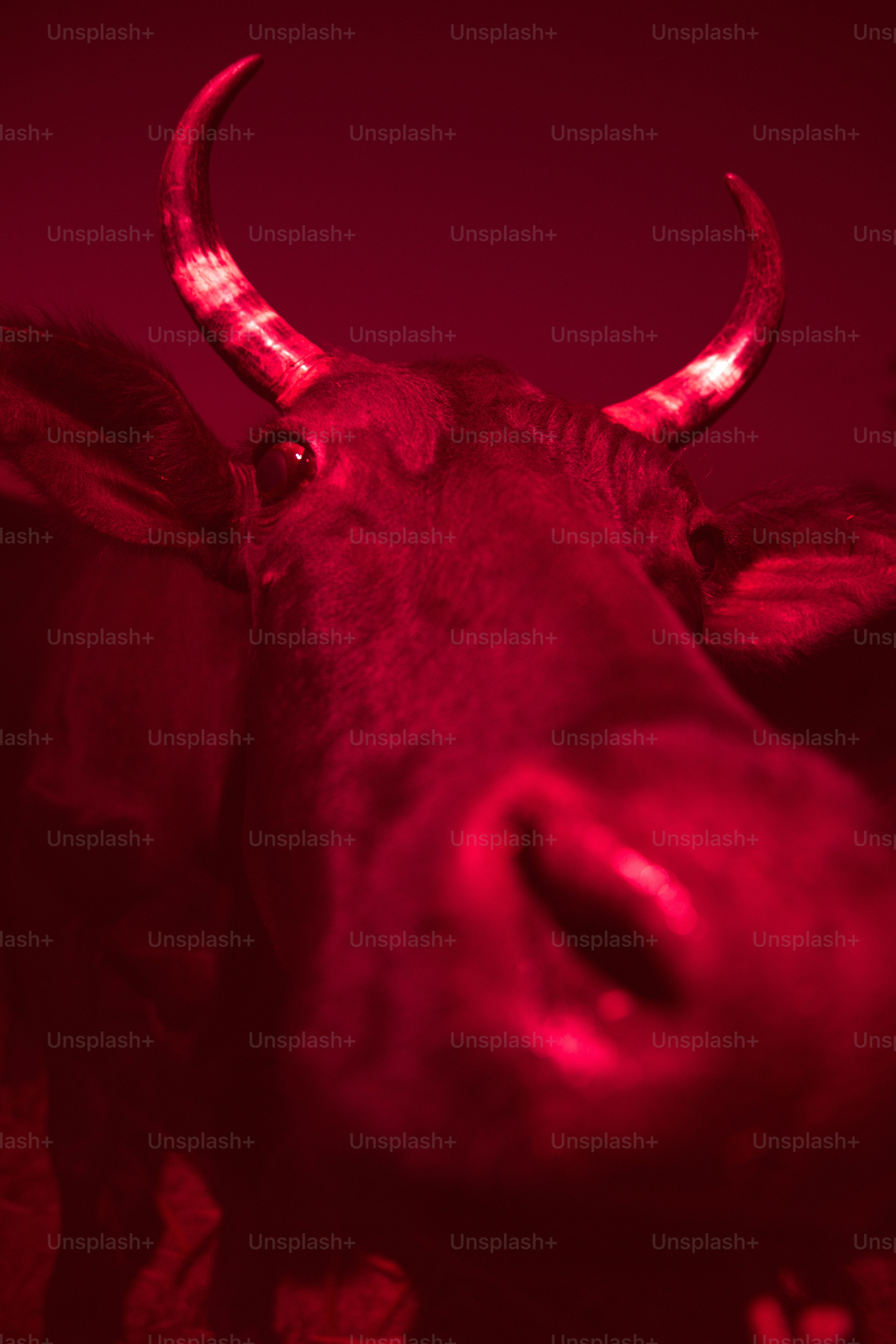 Close-up kepala sapi dengan lampu merah.