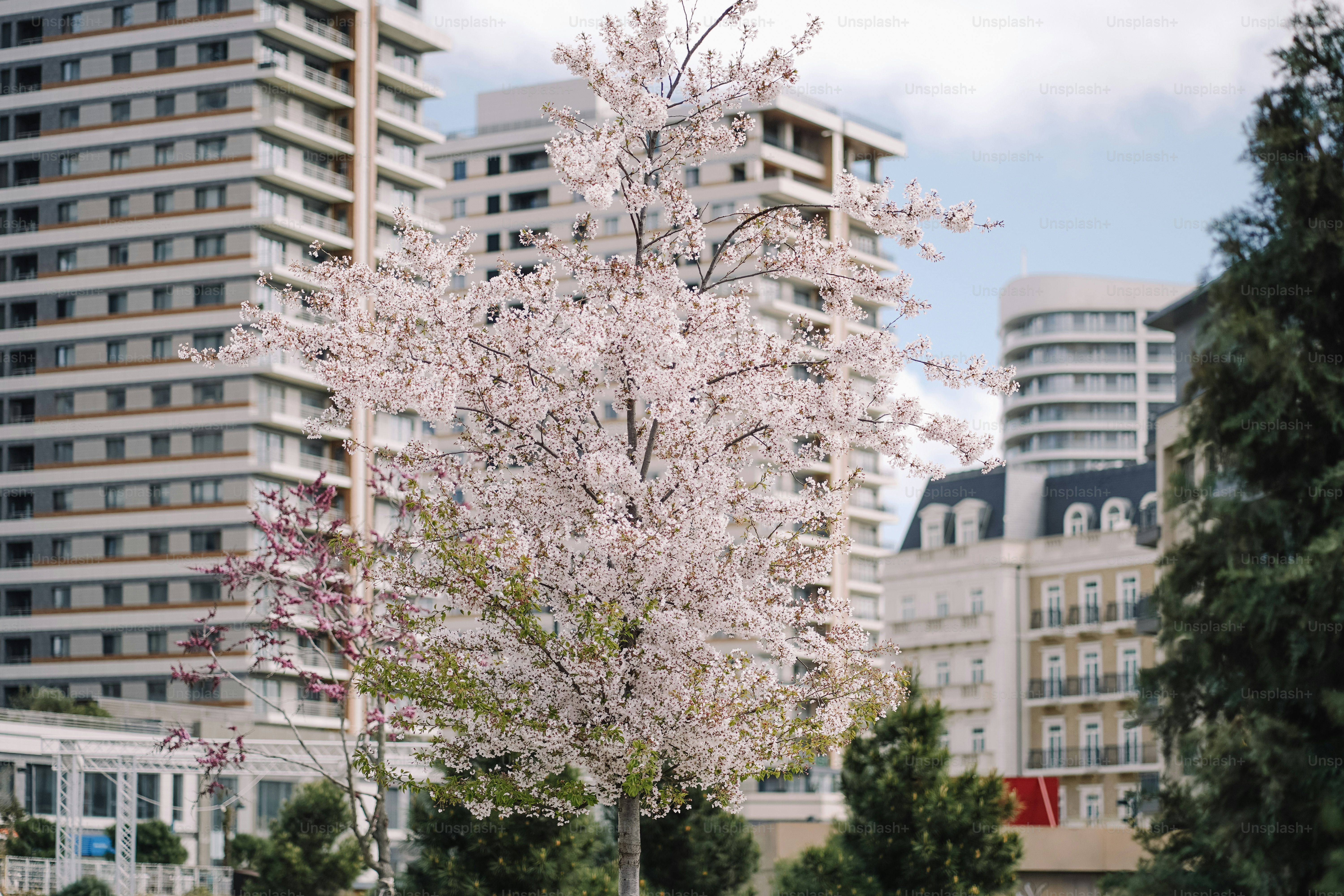 As cerejeiras florescem em frente a prédios modernos.