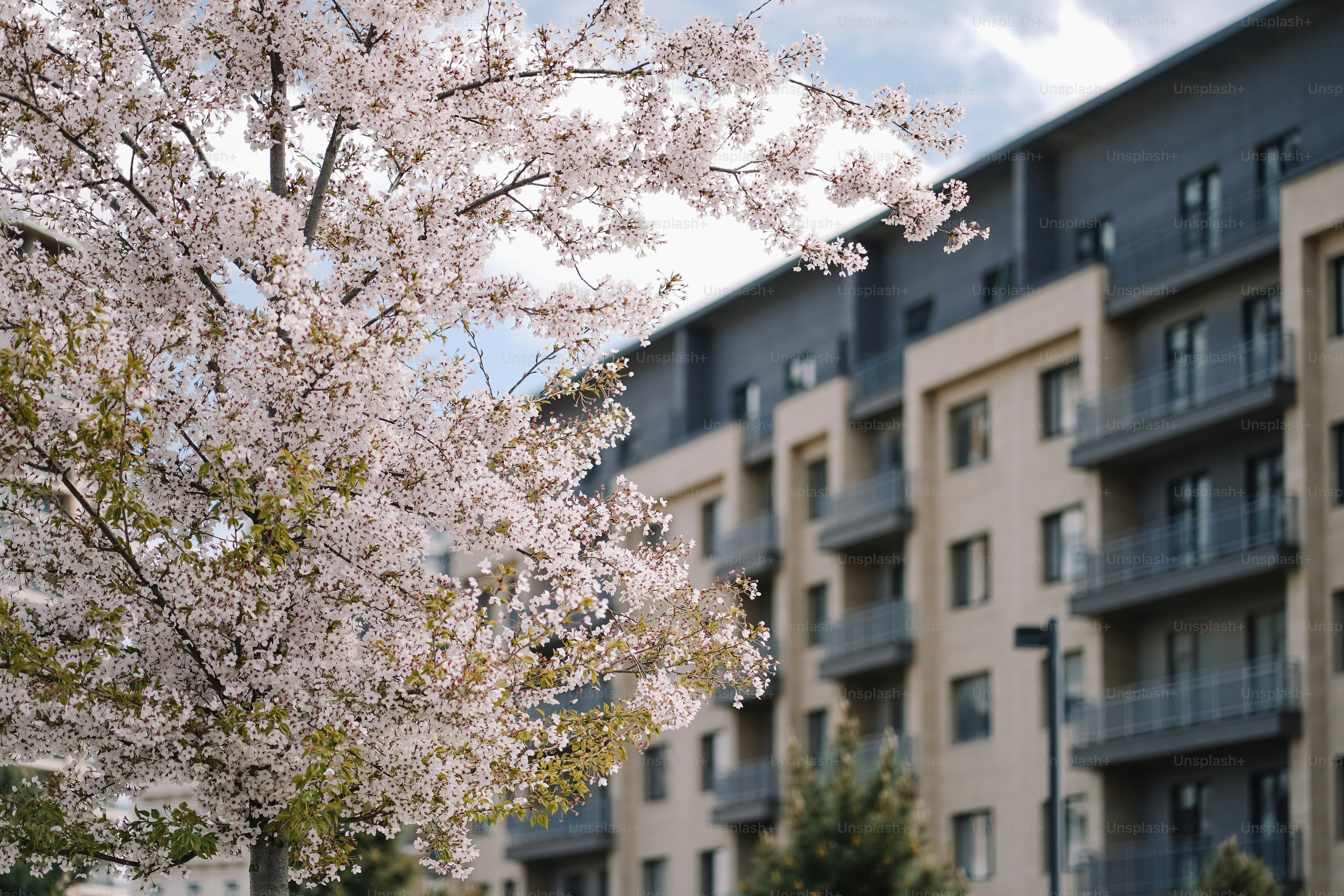 Prédio de apartamentos com flores de cerejeira em primeiro plano