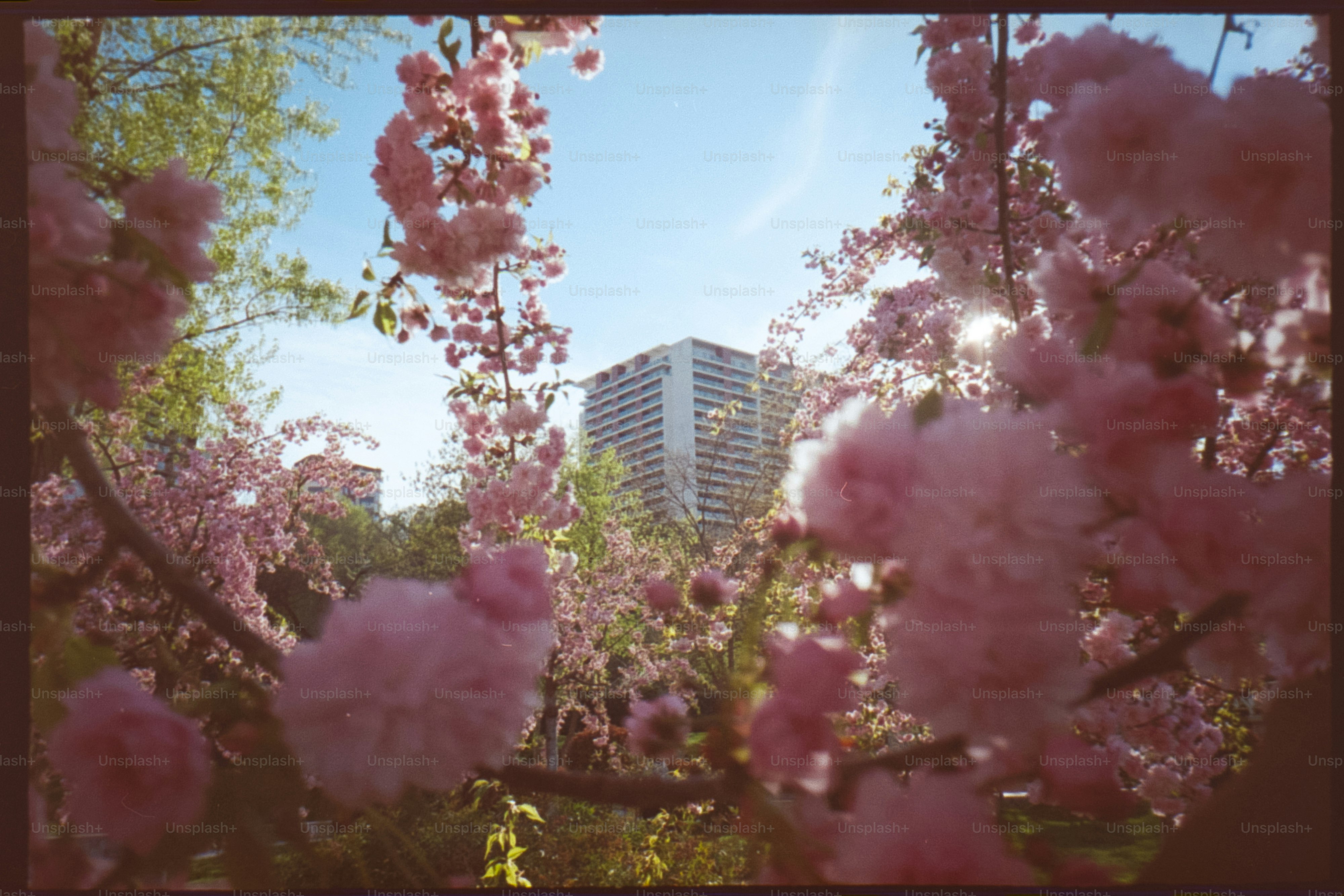 Cherry blossoms bloom in a park with buildings behind. photo – Spring ...